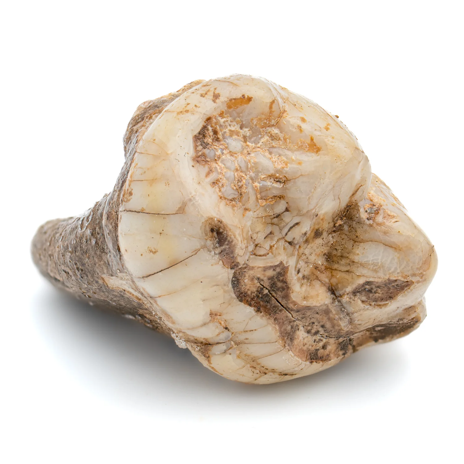 Cave Bear Tooth - SOLD 1.37" (Molar) - Image 2