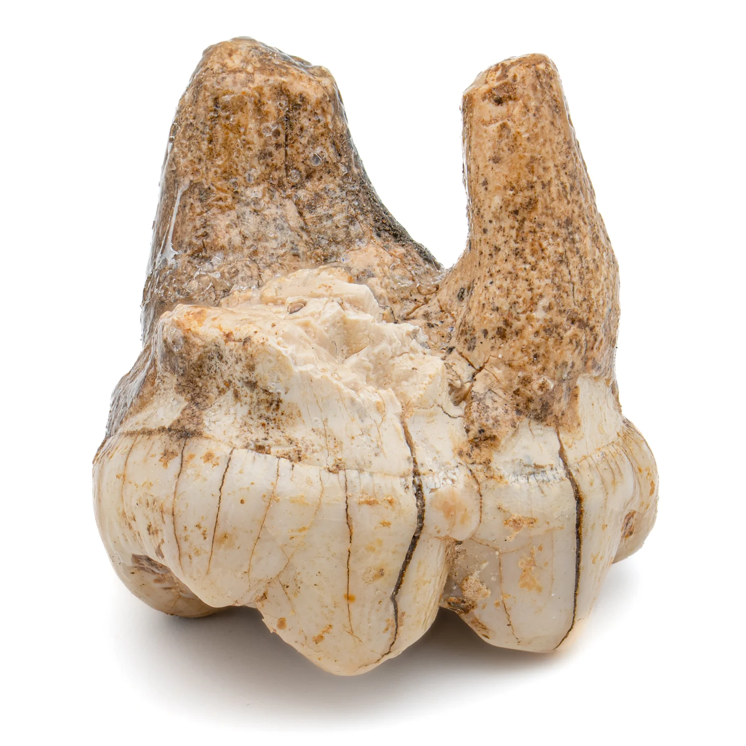 Cave Bear Tooth - SOLD 1.37" (Molar) - Image 3