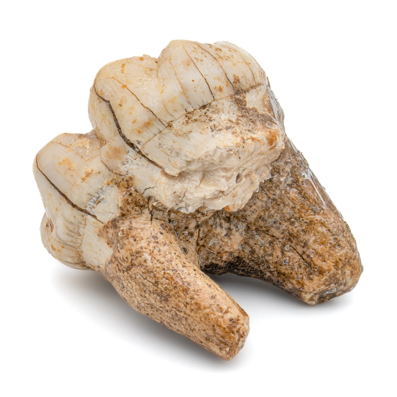 Cave Bear Tooth - SOLD 1.37" (Molar) - Image 4