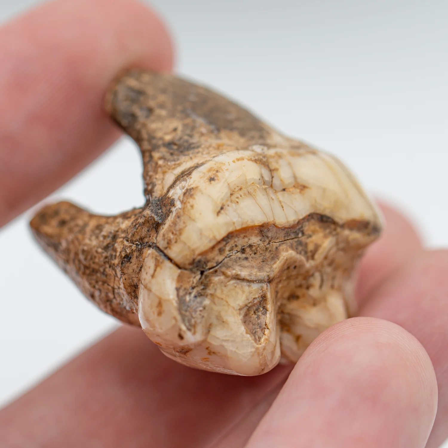 Cave Bear Tooth - SOLD 1.37" (Molar) - Image 5