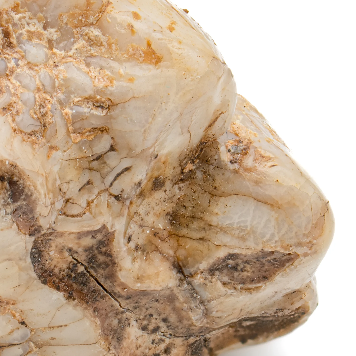 Cave Bear Tooth - SOLD 1.37" (Molar) - Image 6