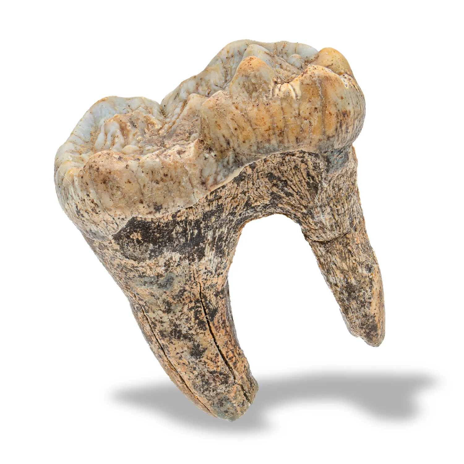 Cave Bear Tooth - SOLD 1.41" (Molar) - Image 2