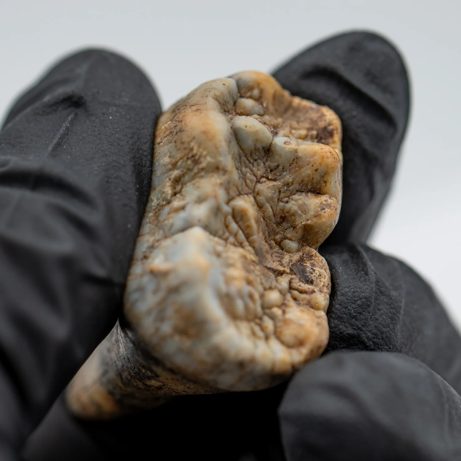 Cave Bear Tooth - SOLD 1.41" (Molar) - Image 3