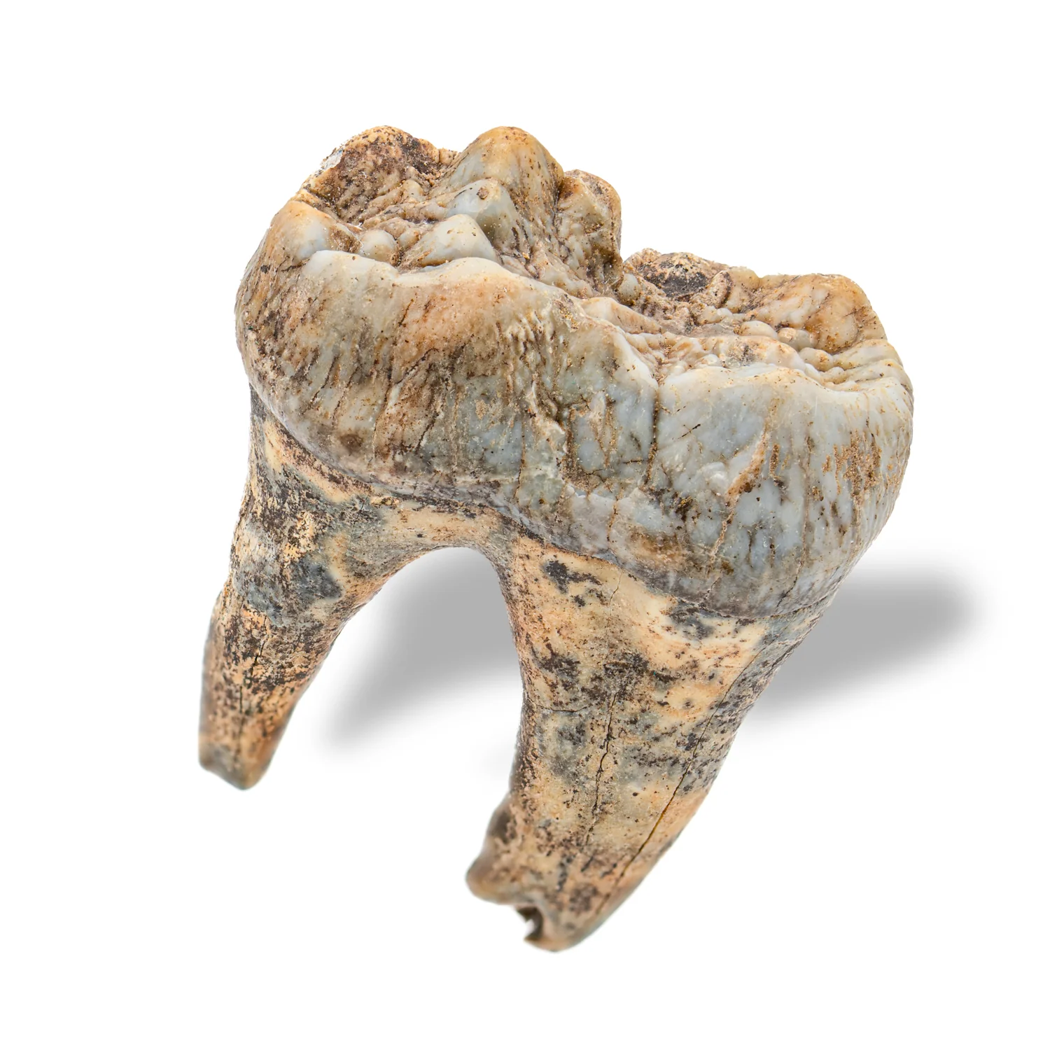 Cave Bear Tooth - SOLD 1.41" (Molar) - Image 4