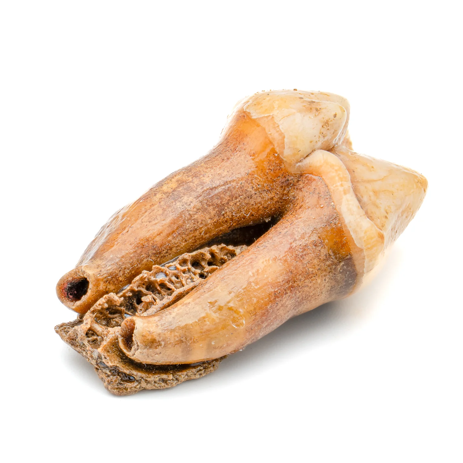 Cave Bear Tooth - SOLD 1.46" (Molar) - Image 3