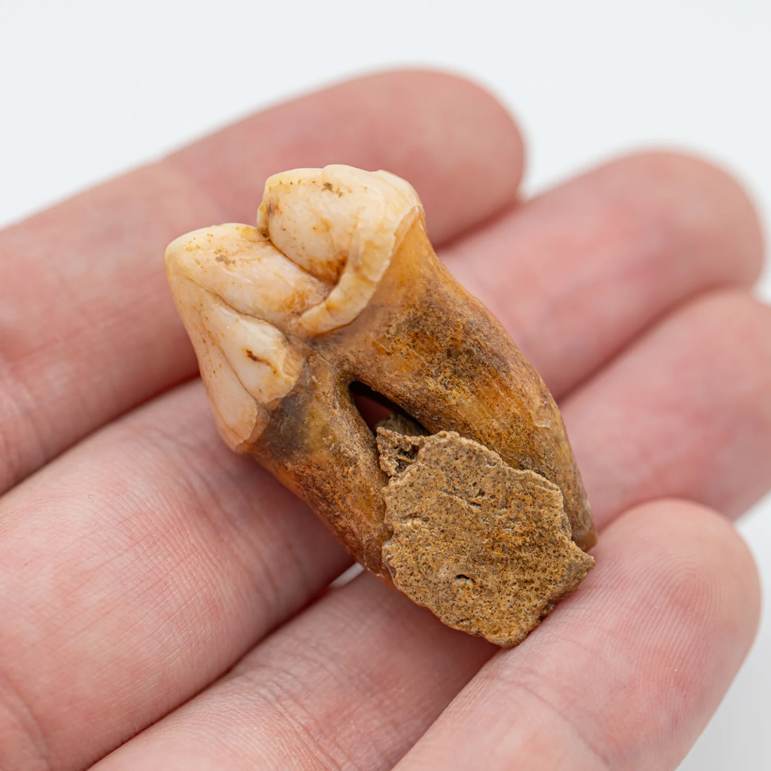 Cave Bear Tooth - SOLD 1.46" (Molar) - Image 4