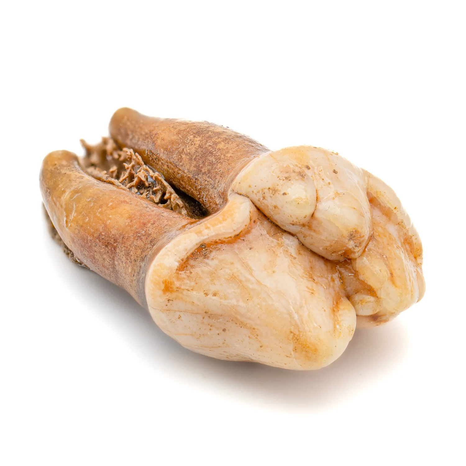 Cave Bear Tooth - SOLD 1.46" (Molar) - Image 5