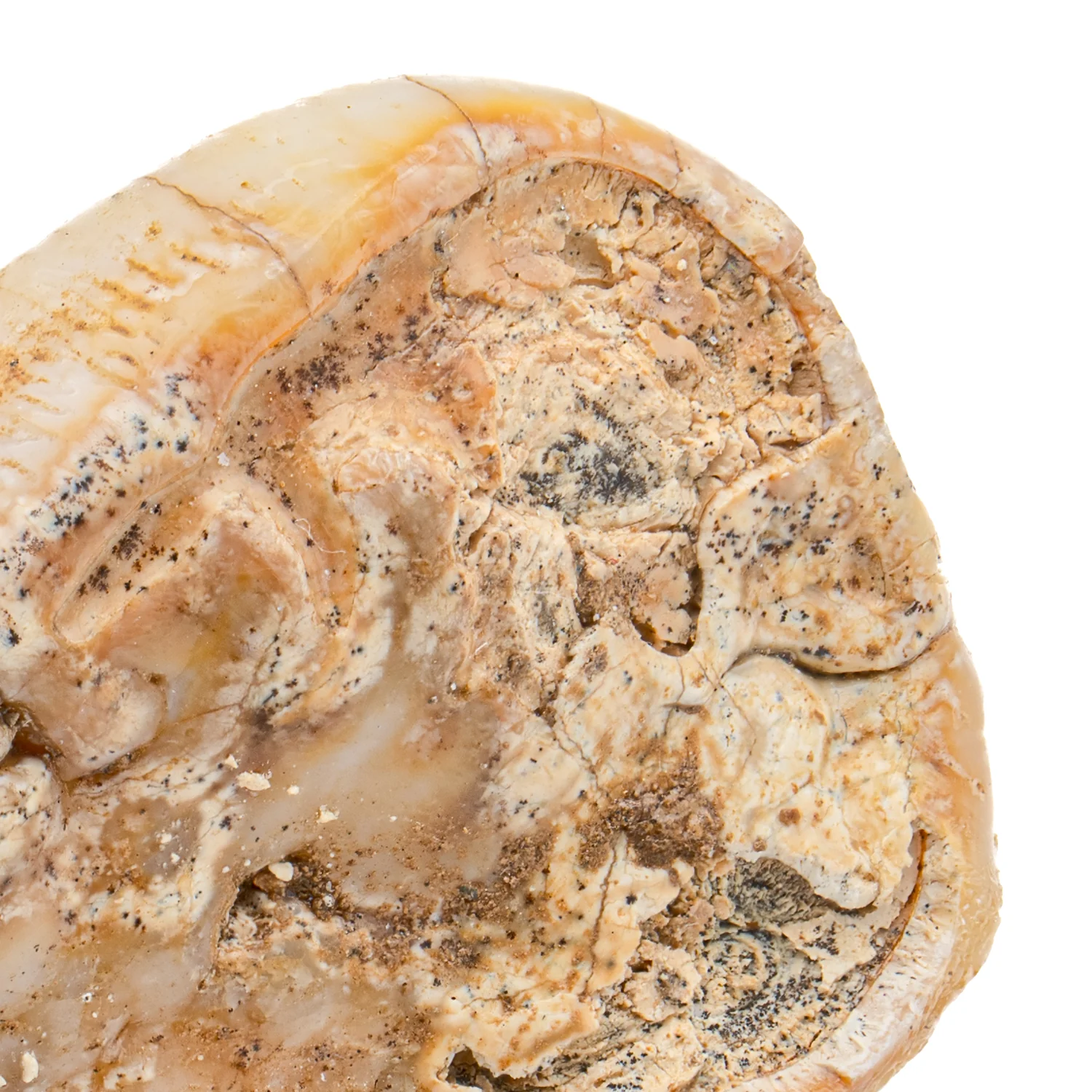 Cave Bear Tooth - SOLD 1.49" (Molar) - Image 2