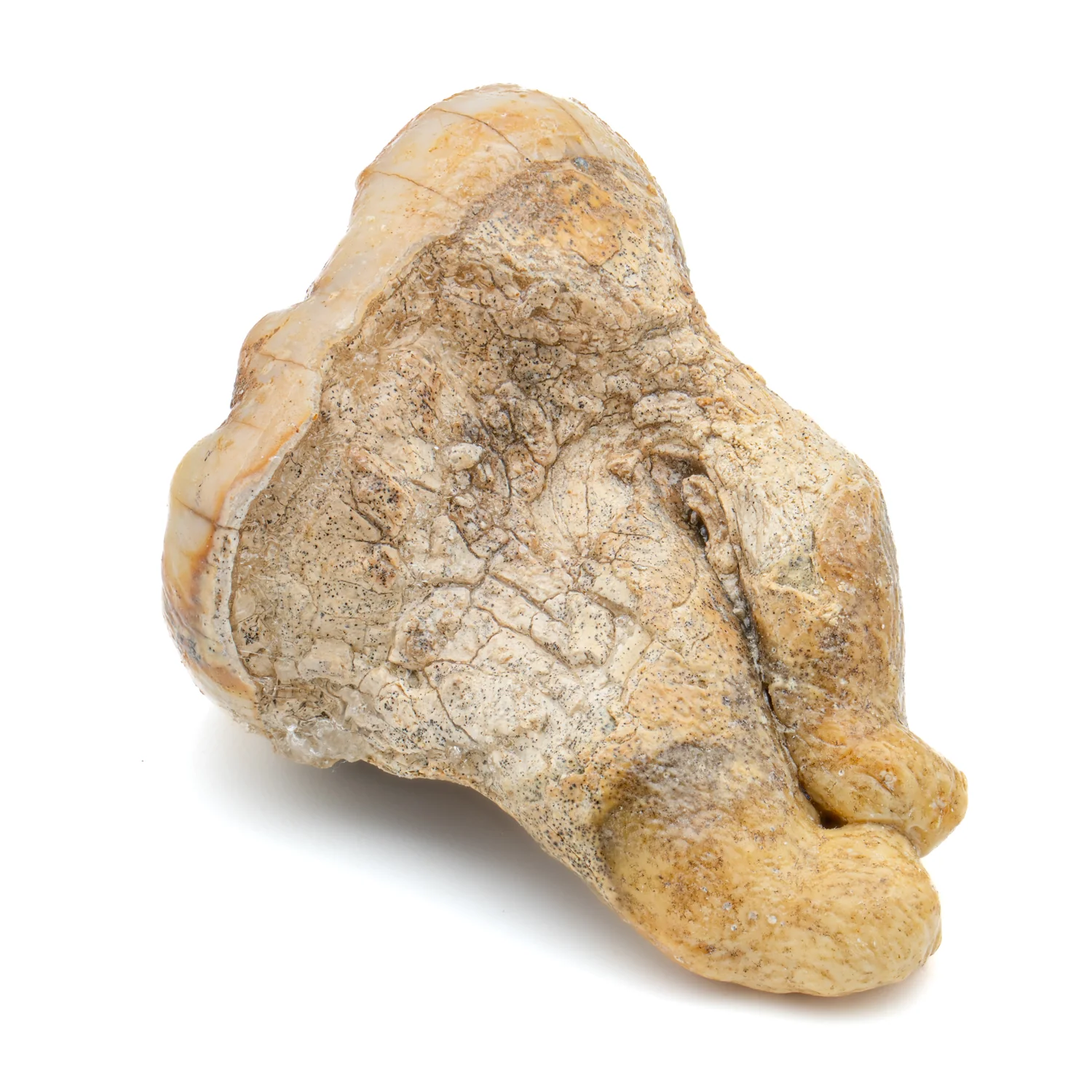 Cave Bear Tooth - SOLD 1.49" (Molar) - Image 3
