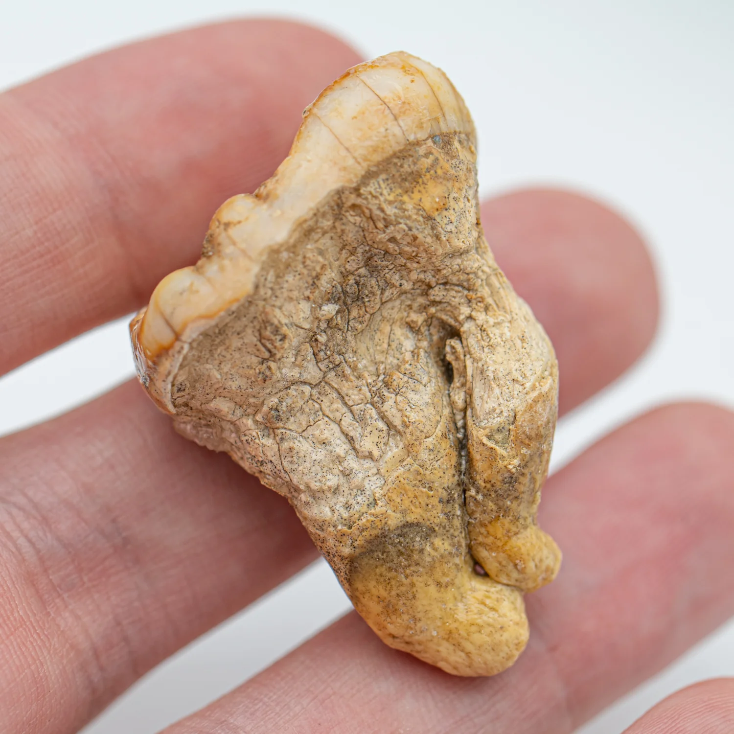 Cave Bear Tooth - SOLD 1.49" (Molar) - Image 5