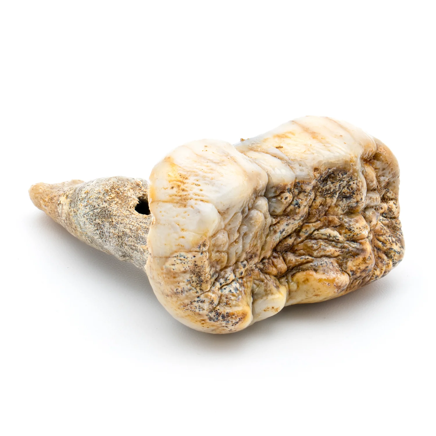 Cave Bear Tooth - SOLD 1.71" (Molar) - Image 2