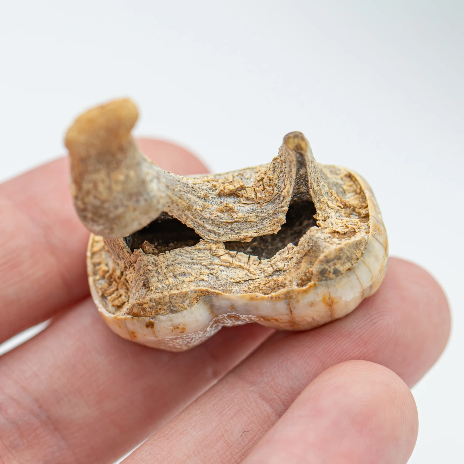 Cave Bear Tooth - SOLD 1.71" (Molar) - Image 3