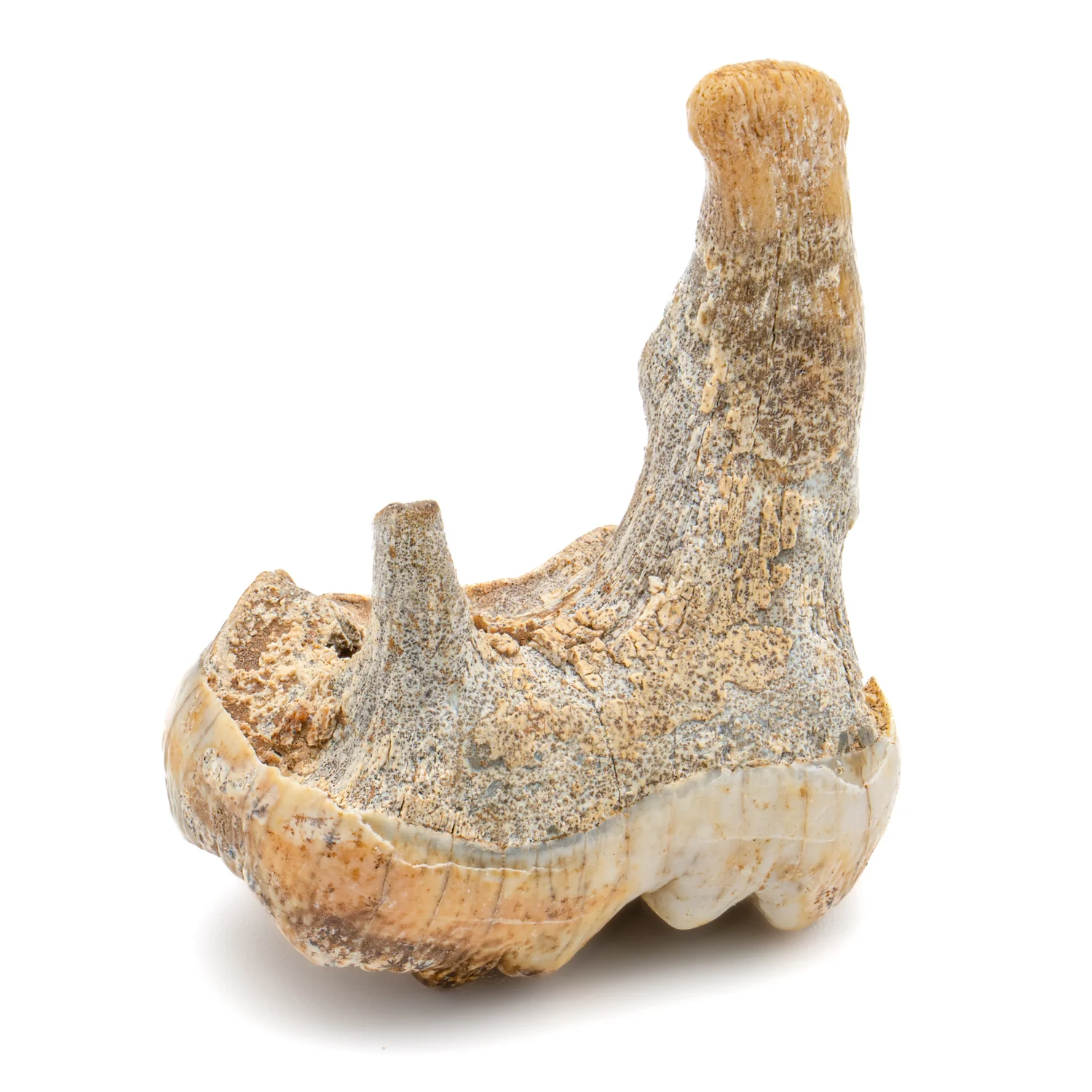 Cave Bear Tooth - SOLD 1.71" (Molar) - Image 4