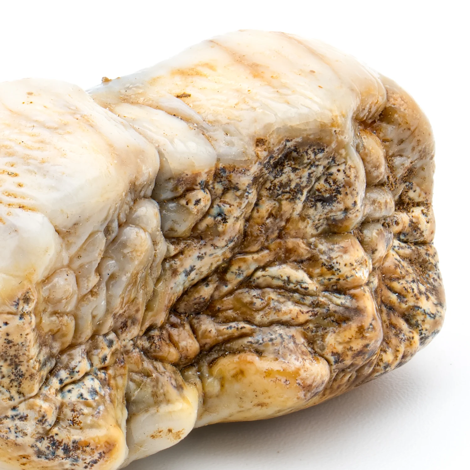 Cave Bear Tooth - SOLD 1.71" (Molar) - Image 5