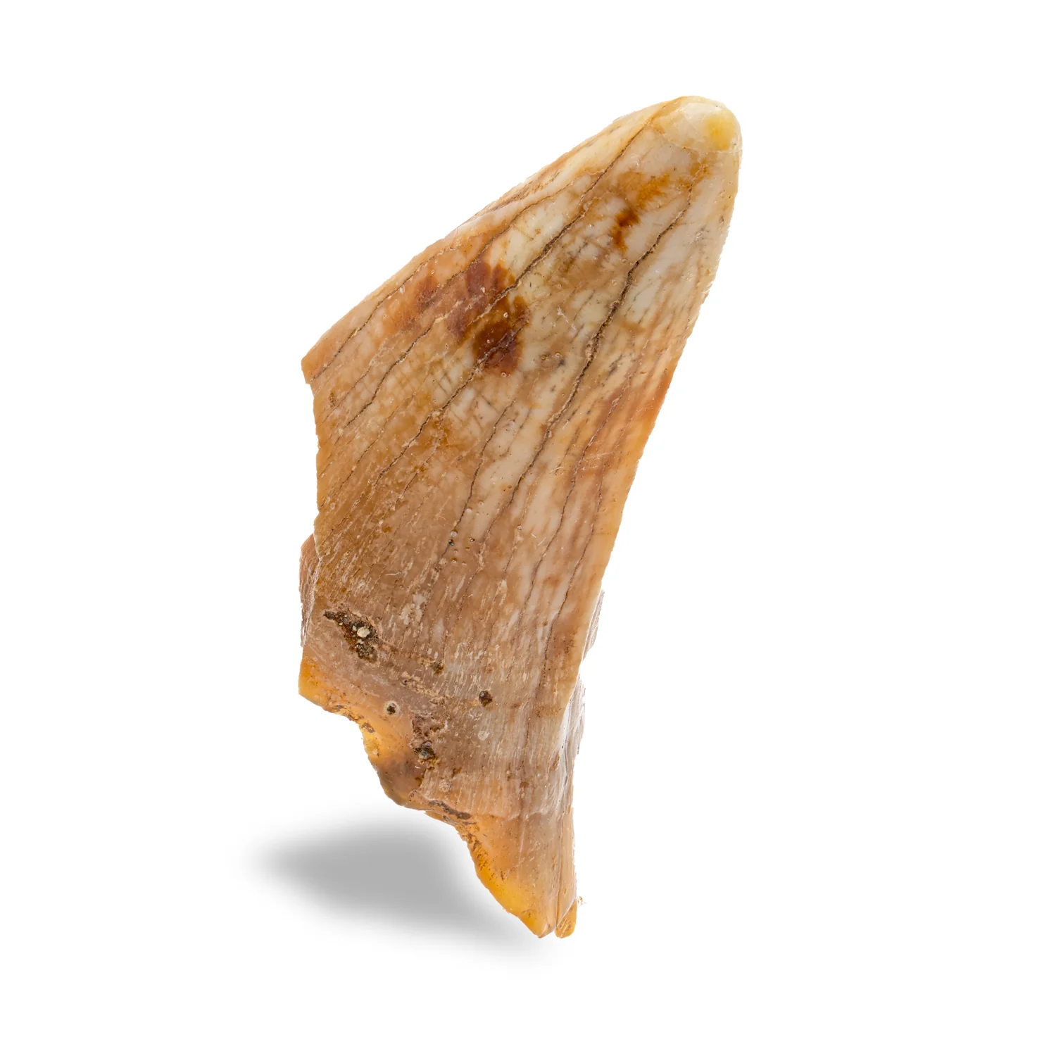 Cave Bear Tooth - SOLD 2.02" (Incisor)