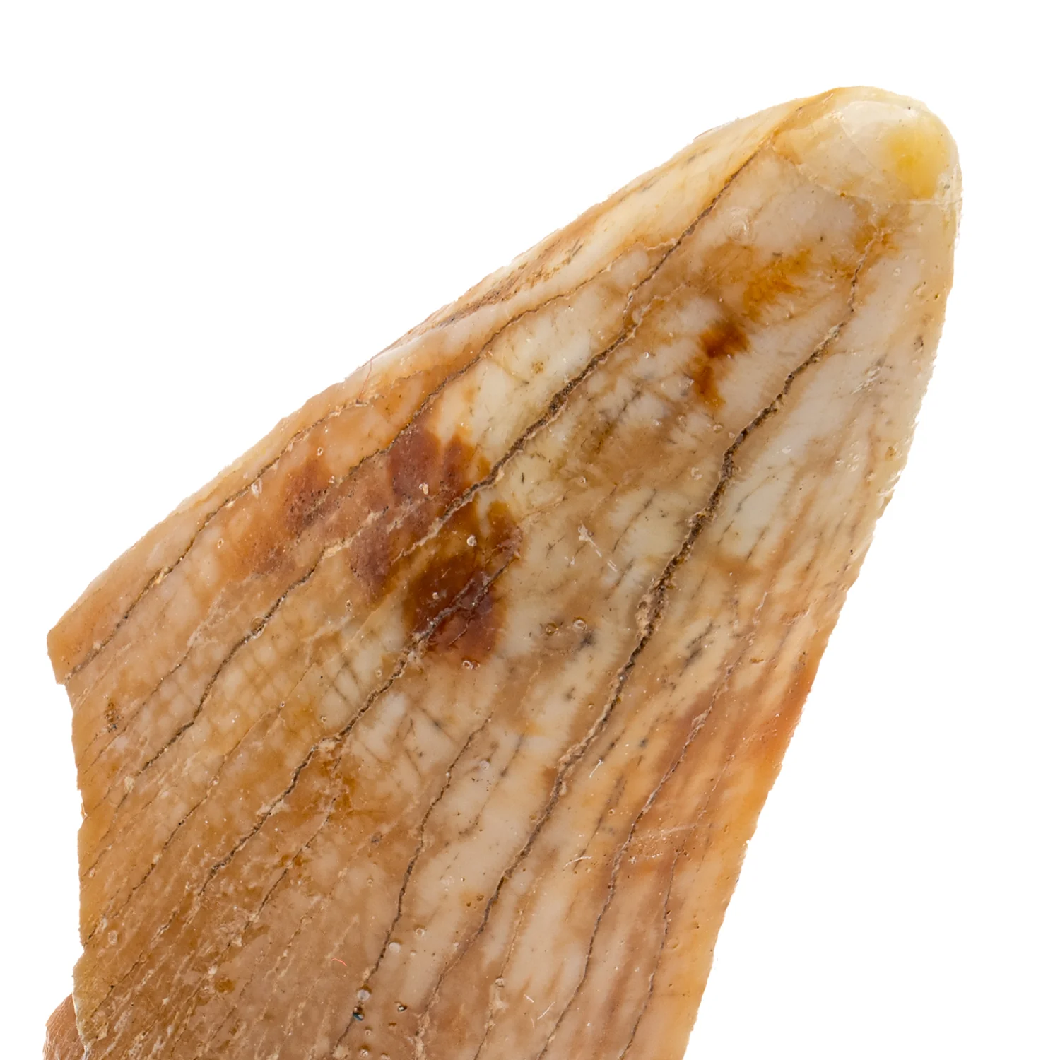 Cave Bear Tooth - SOLD 2.02" (Incisor) - Image 2