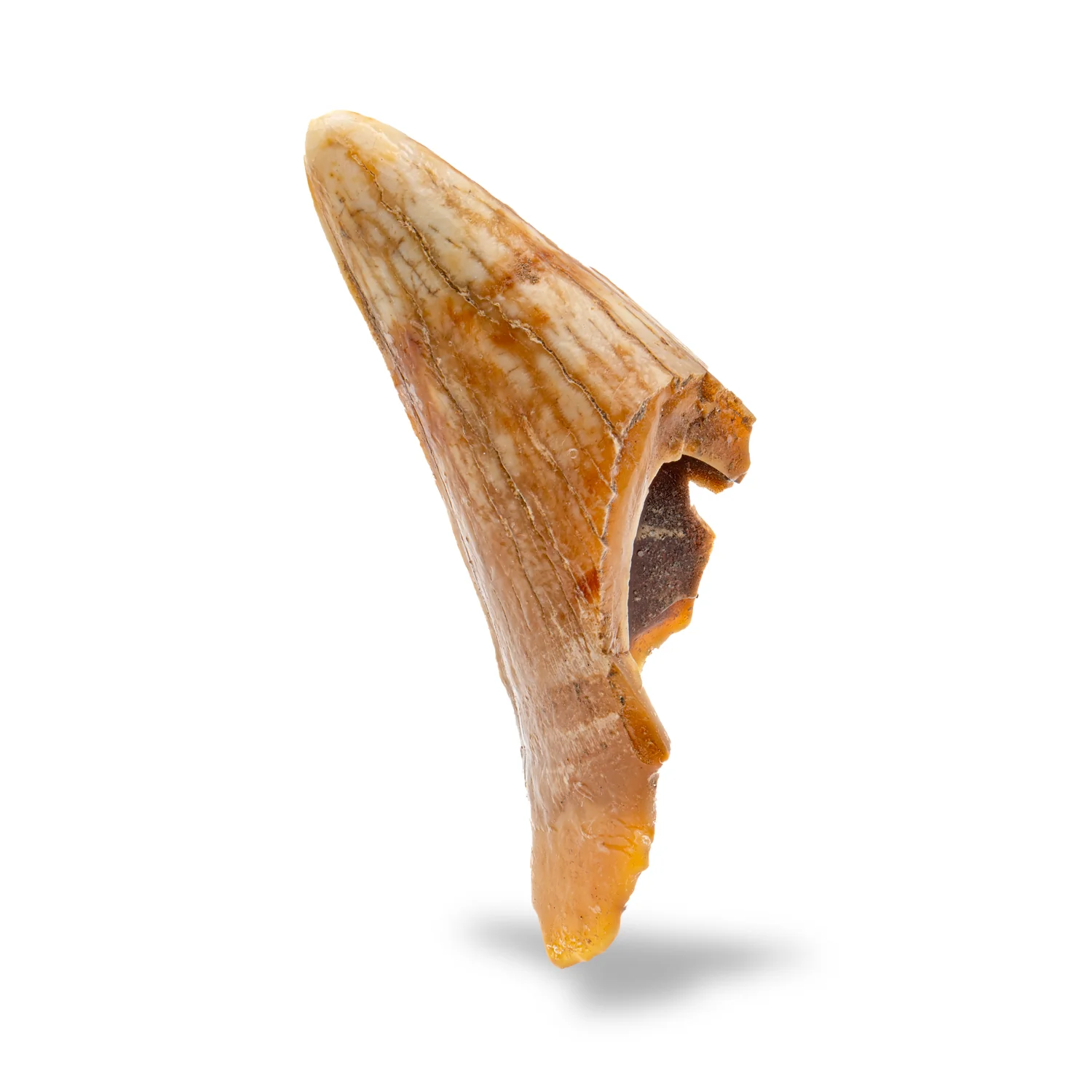 Cave Bear Tooth - SOLD 2.02" (Incisor) - Image 3