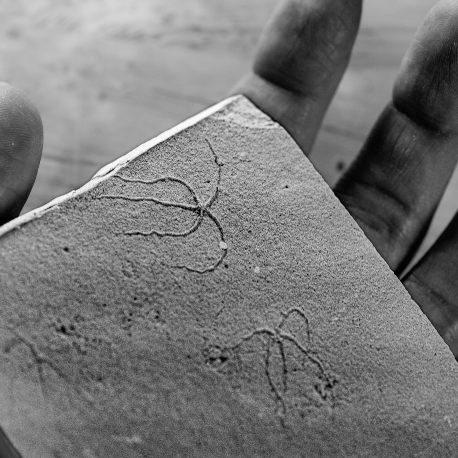 Cretaceous Era Fossil Brittle Star- Sannine Formation - Image 10