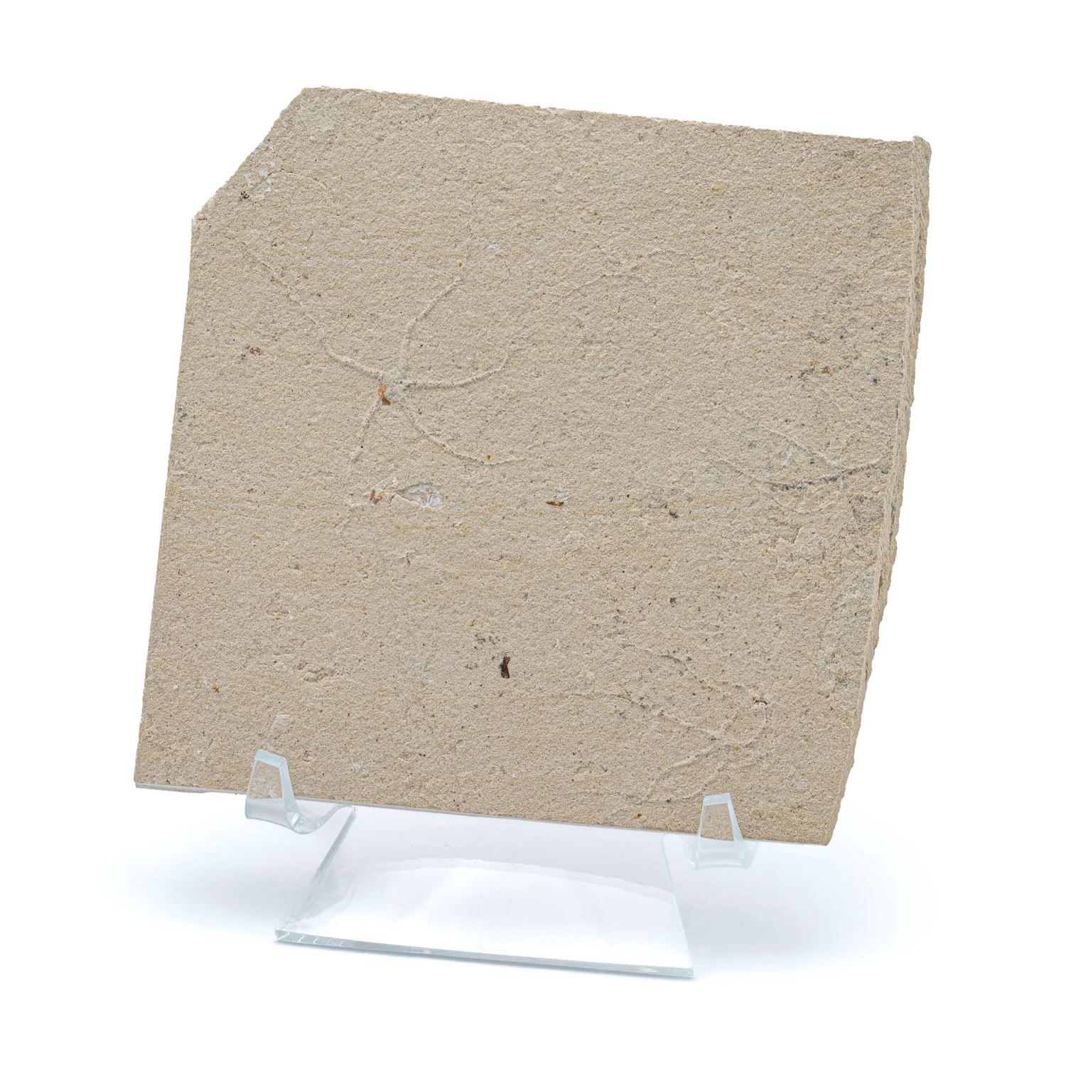 Cretaceous Era Fossil Brittle Star- Sannine Formation - Image 11