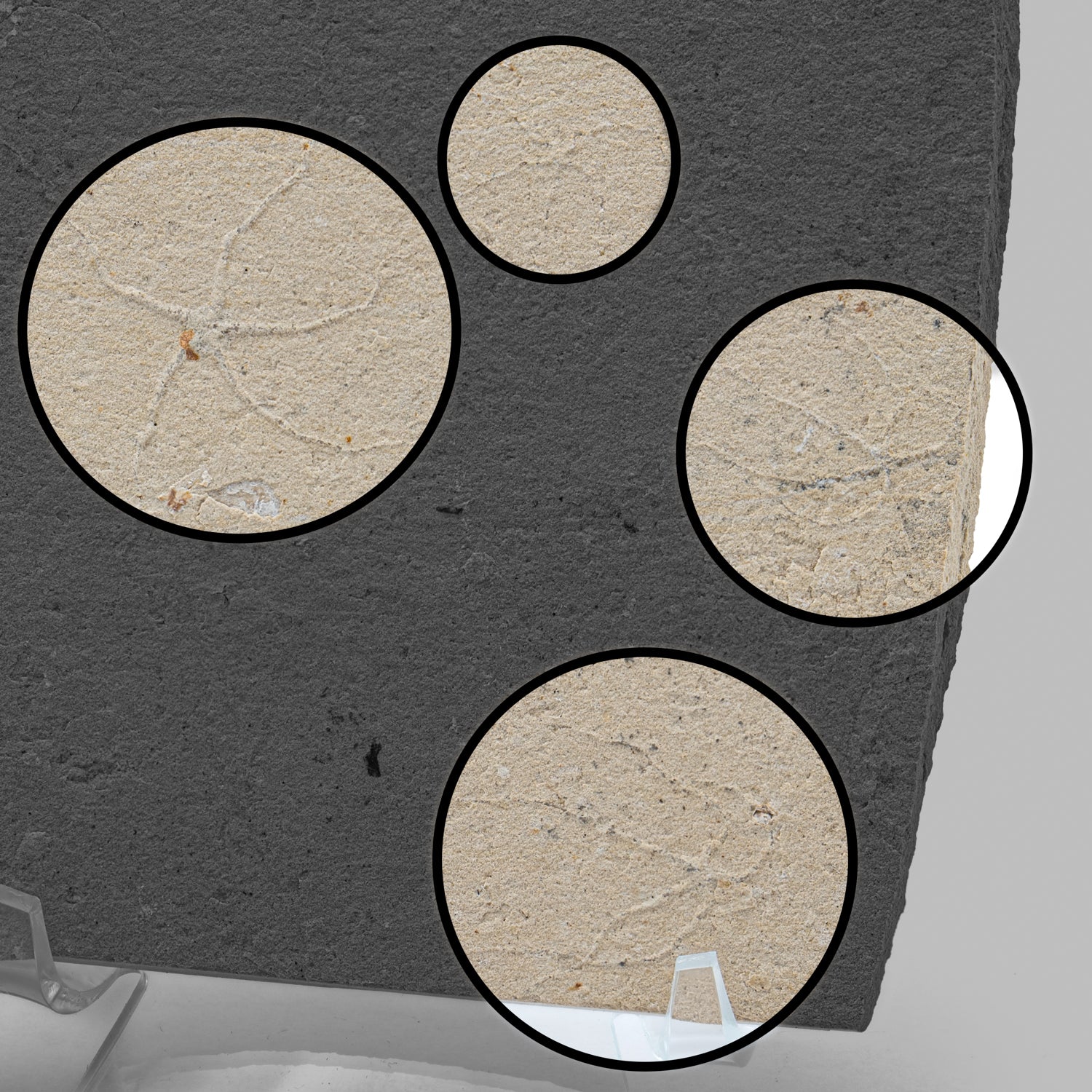 Cretaceous Era Fossil Brittle Star- Sannine Formation - Image 14