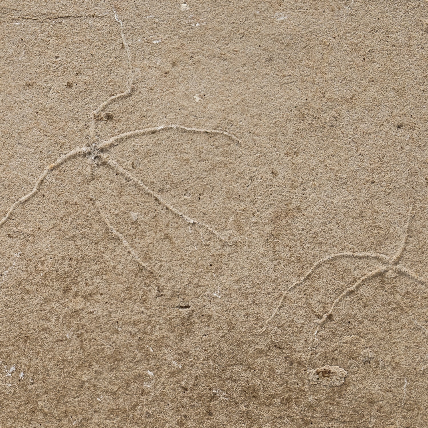 Cretaceous Era Fossil Brittle Star- Sannine Formation - Image 15