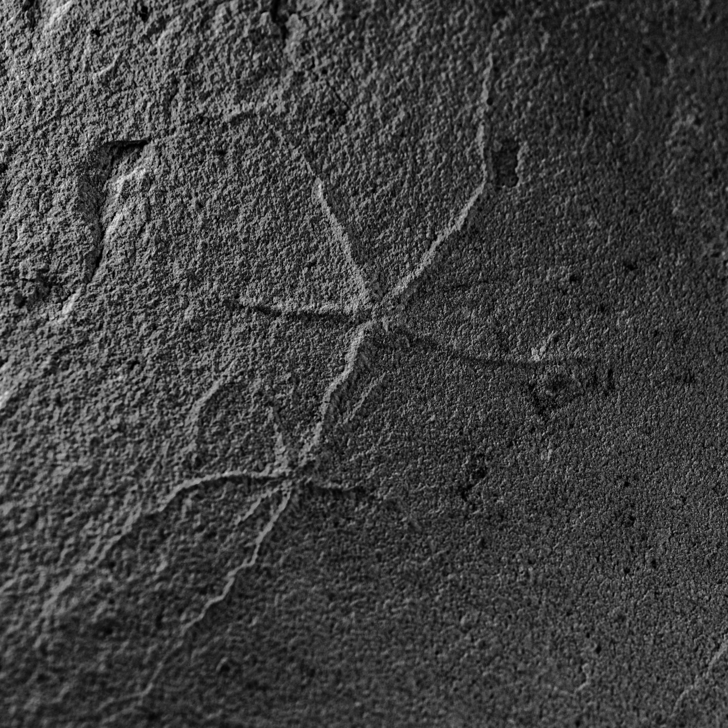 Cretaceous Era Fossil Brittle Star- Sannine Formation - Image 3