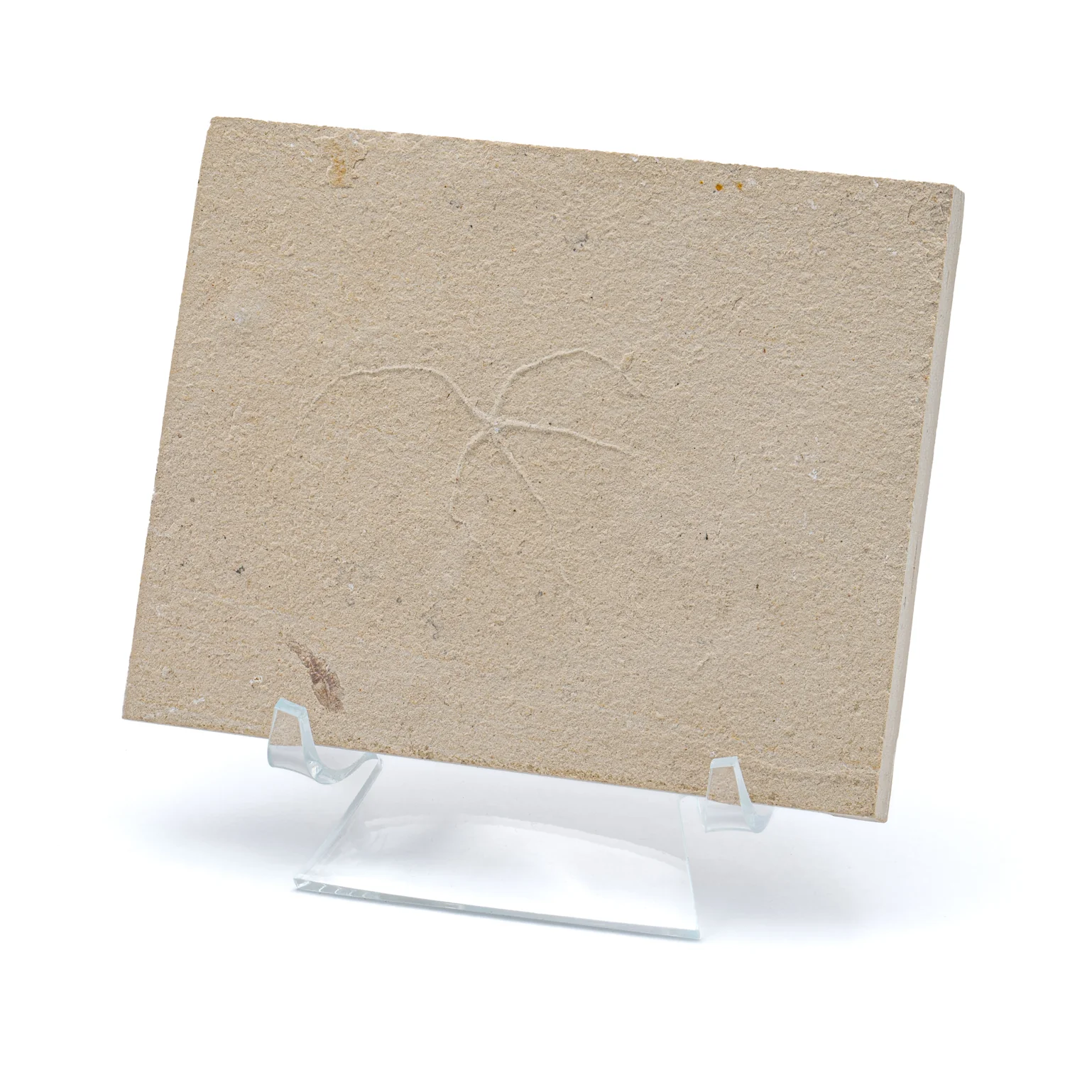 Cretaceous Era Fossil Brittle Star- Sannine Formation - Image 4