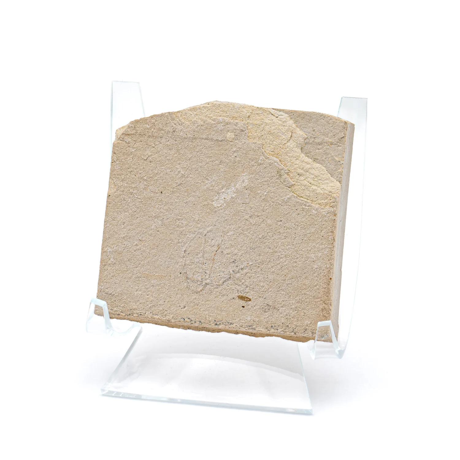Cretaceous Era Fossil Brittle Star- Sannine Formation - Image 5