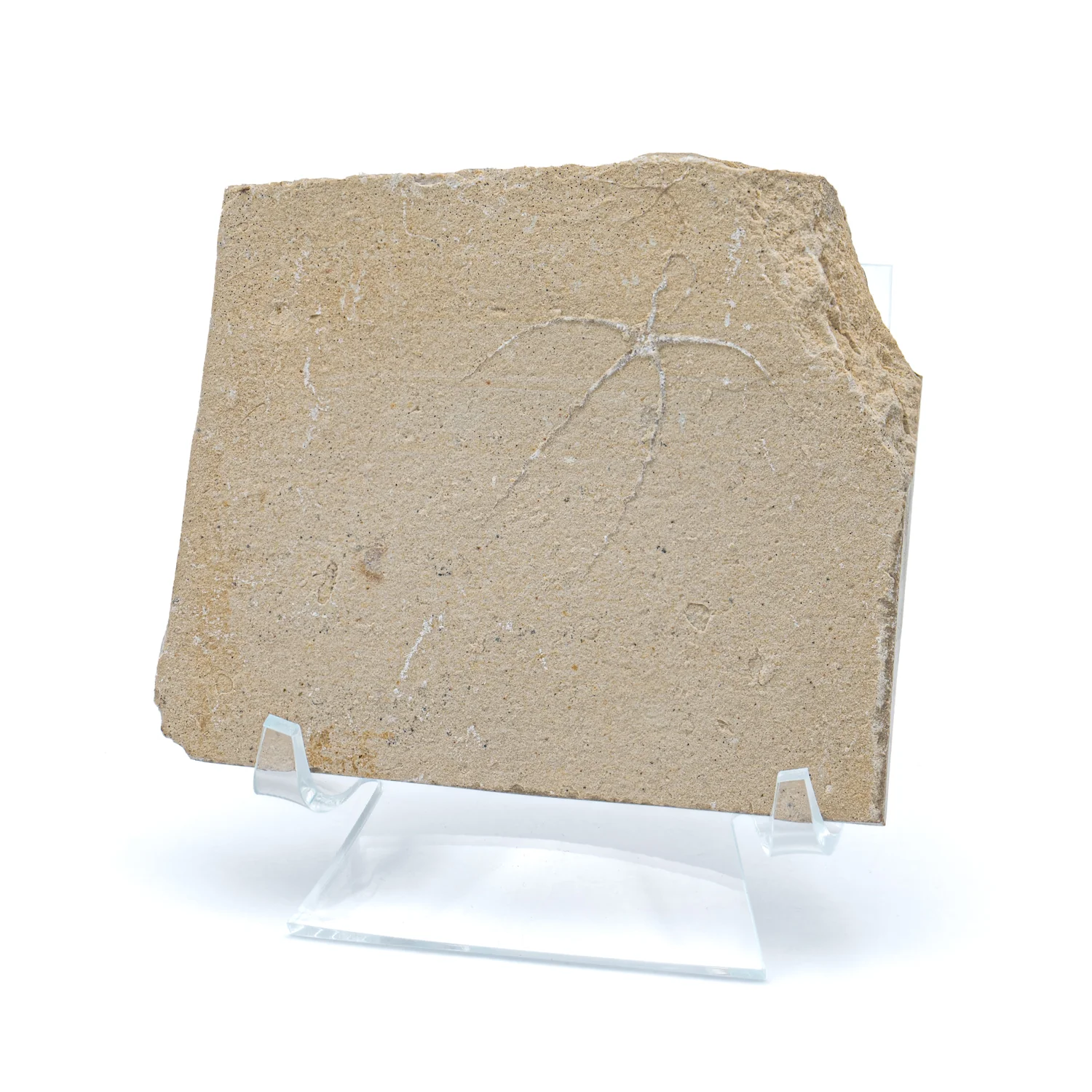 Cretaceous Era Fossil Brittle Star- Sannine Formation - Image 6