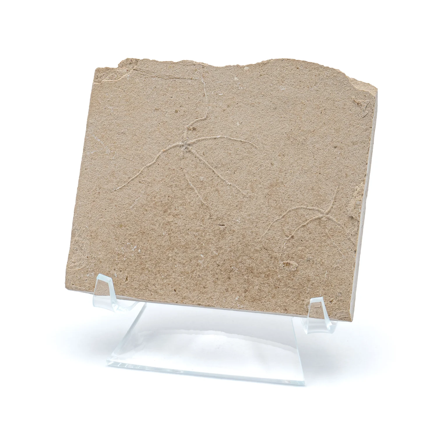 Cretaceous Era Fossil Brittle Star- Sannine Formation - Image 7