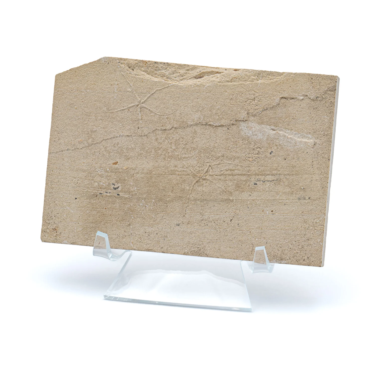 Cretaceous Era Fossil Brittle Star- Sannine Formation - Image 8