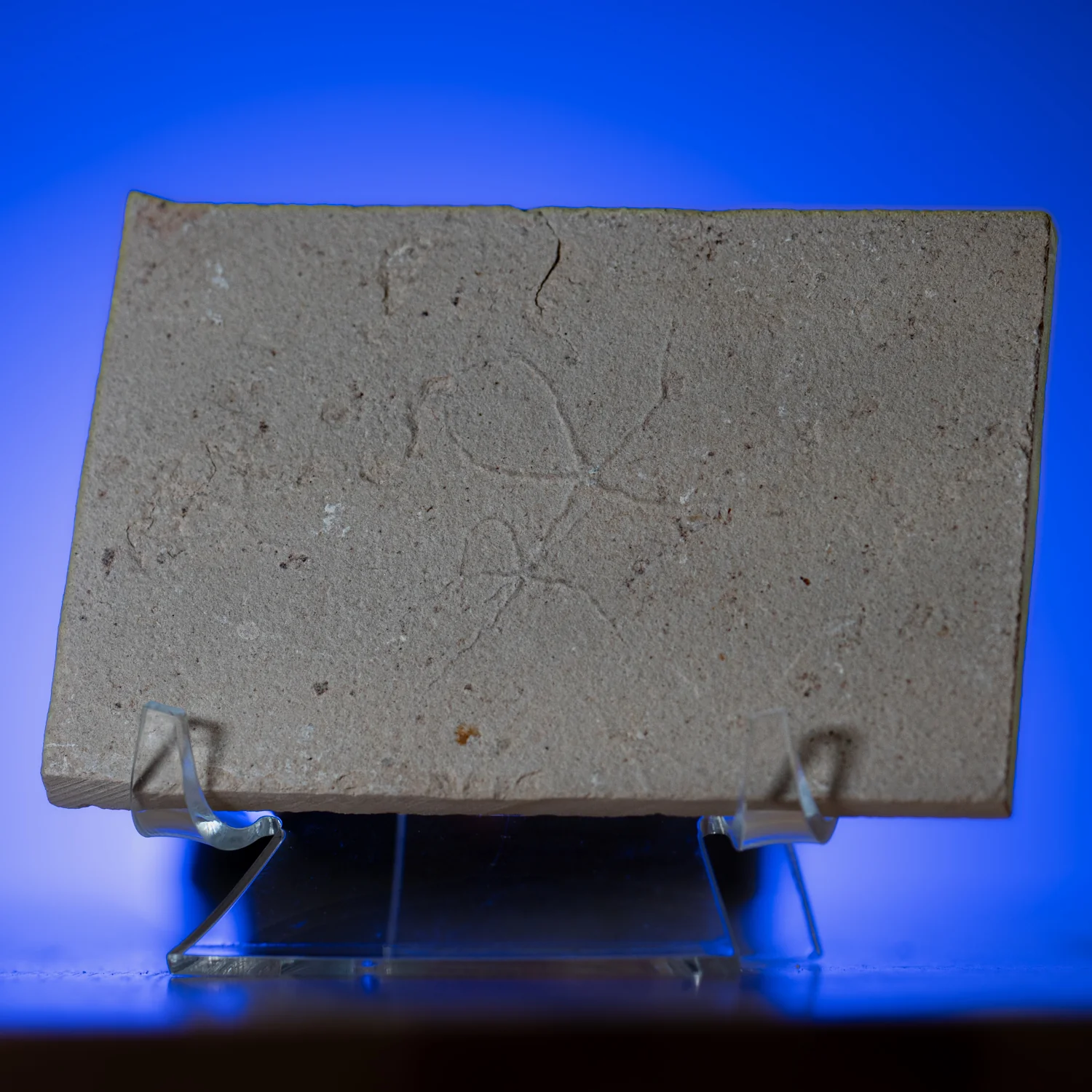 Cretaceous Era Fossil Brittle Star- Sannine Formation - Image 9