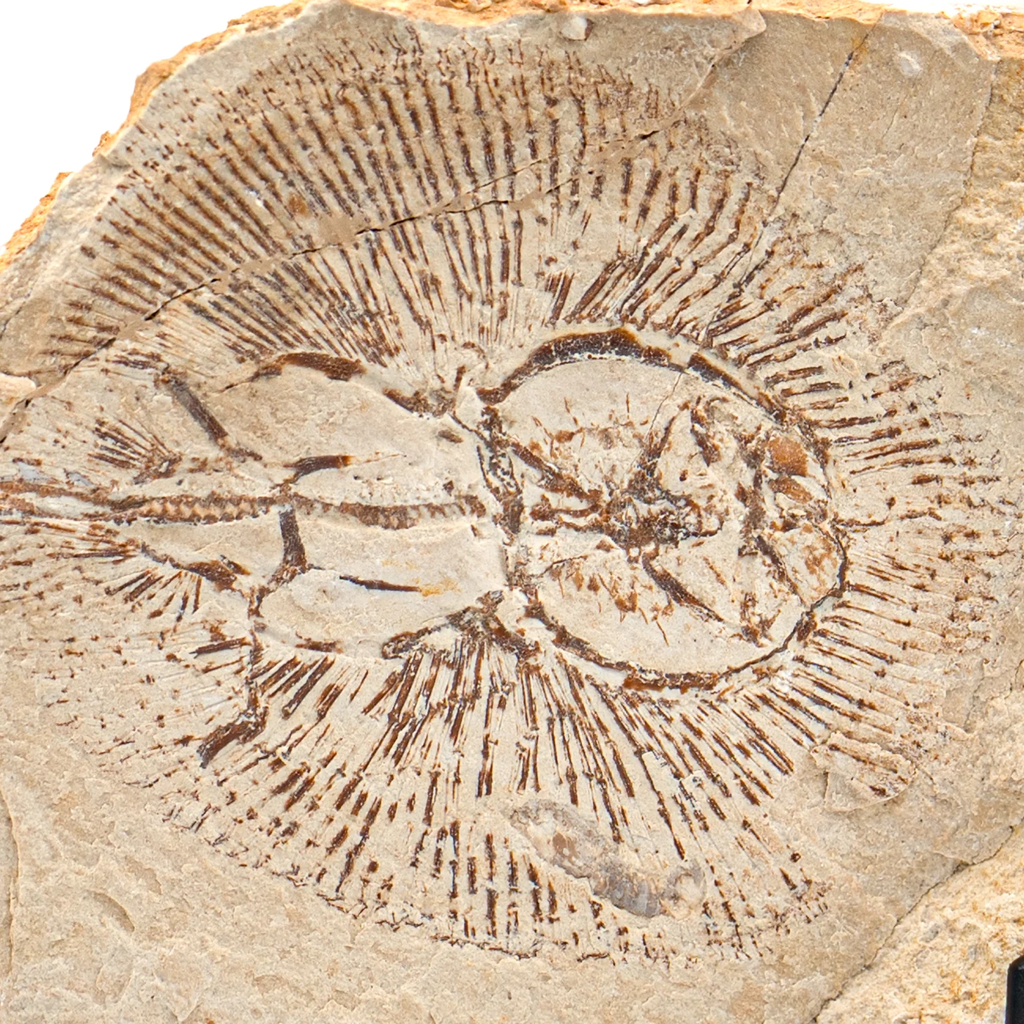 Cretaceous Era Fossil - SOLD Cyclobatis 4.47" - Sannine Formation - Image 2