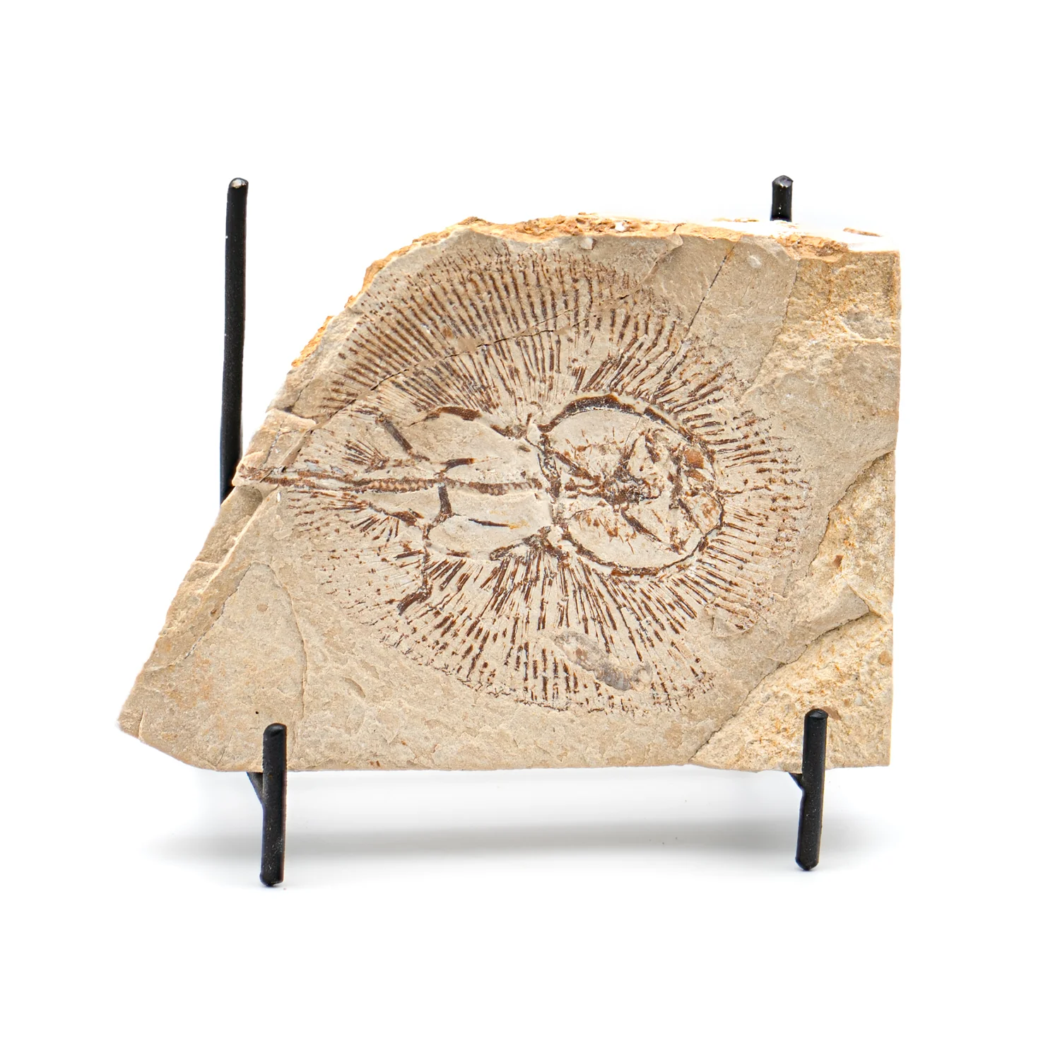 Cretaceous Era Fossil - SOLD Cyclobatis 4.47" - Sannine Formation - Image 3