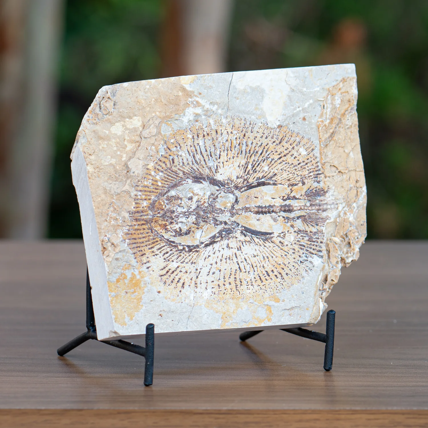 Cretaceous Era Fossil - Cyclobatis SOLD 4.95" - Sannine Formation - Image 2
