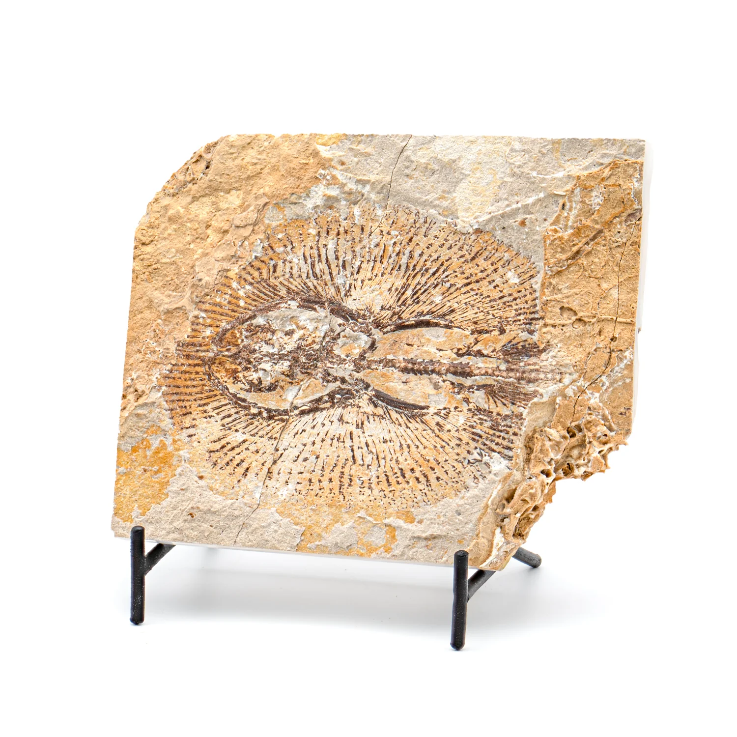 Cretaceous Era Fossil - Cyclobatis SOLD 4.95" - Sannine Formation - Image 3