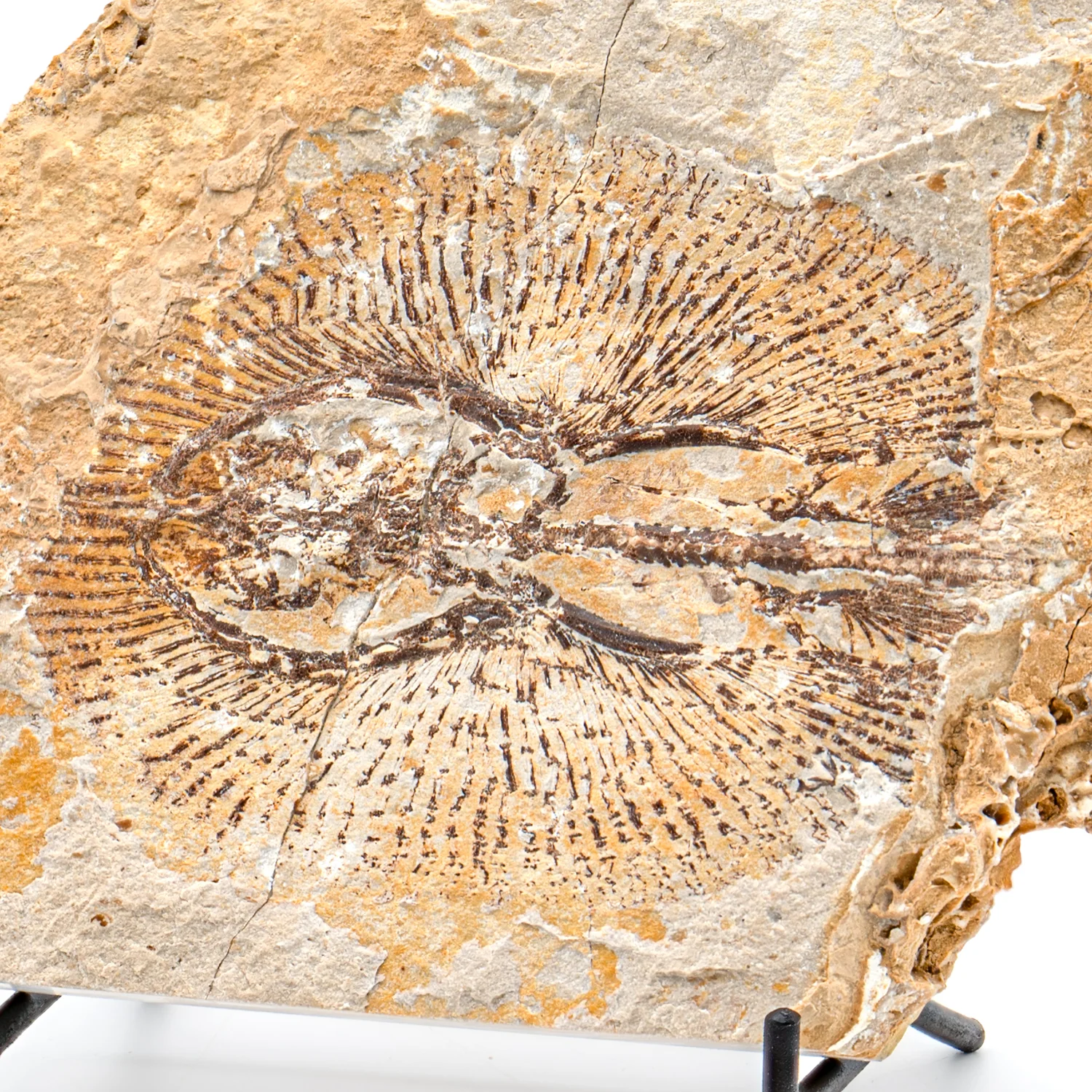 Cretaceous Era Fossil - Cyclobatis SOLD 4.95" - Sannine Formation - Image 4