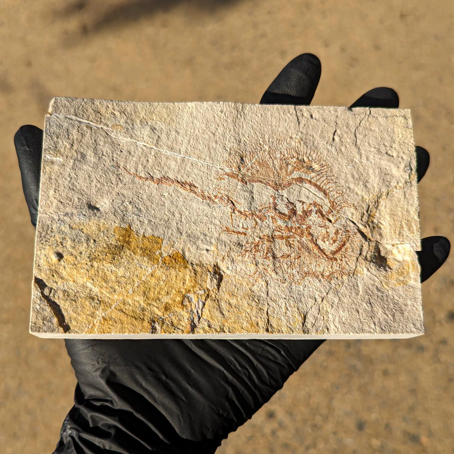 Cretaceous Era Fossil - Cyclobatis 5.71" - Sannine Formation - Image 2