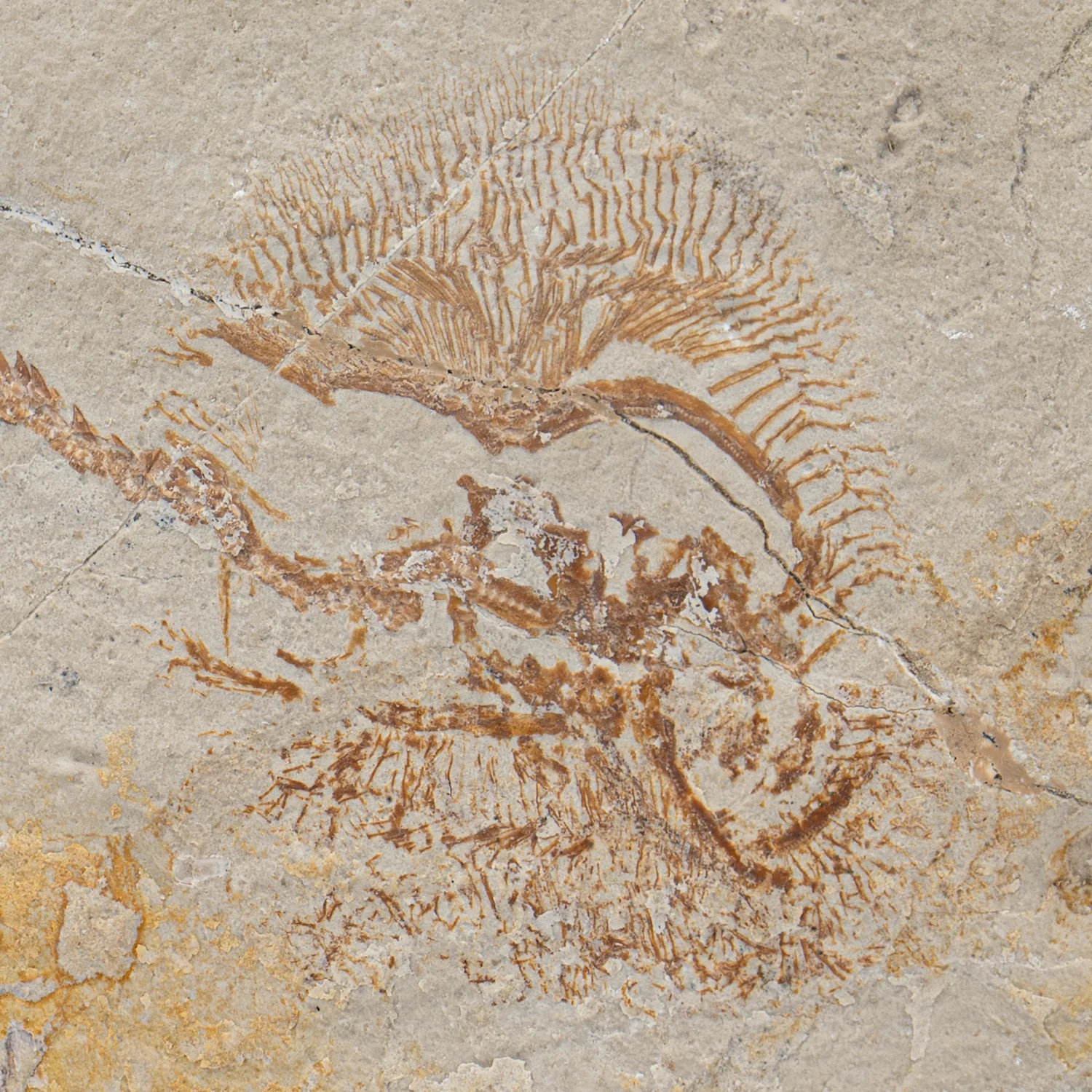 Cretaceous Era Fossil - Cyclobatis 5.71" - Sannine Formation - Image 3