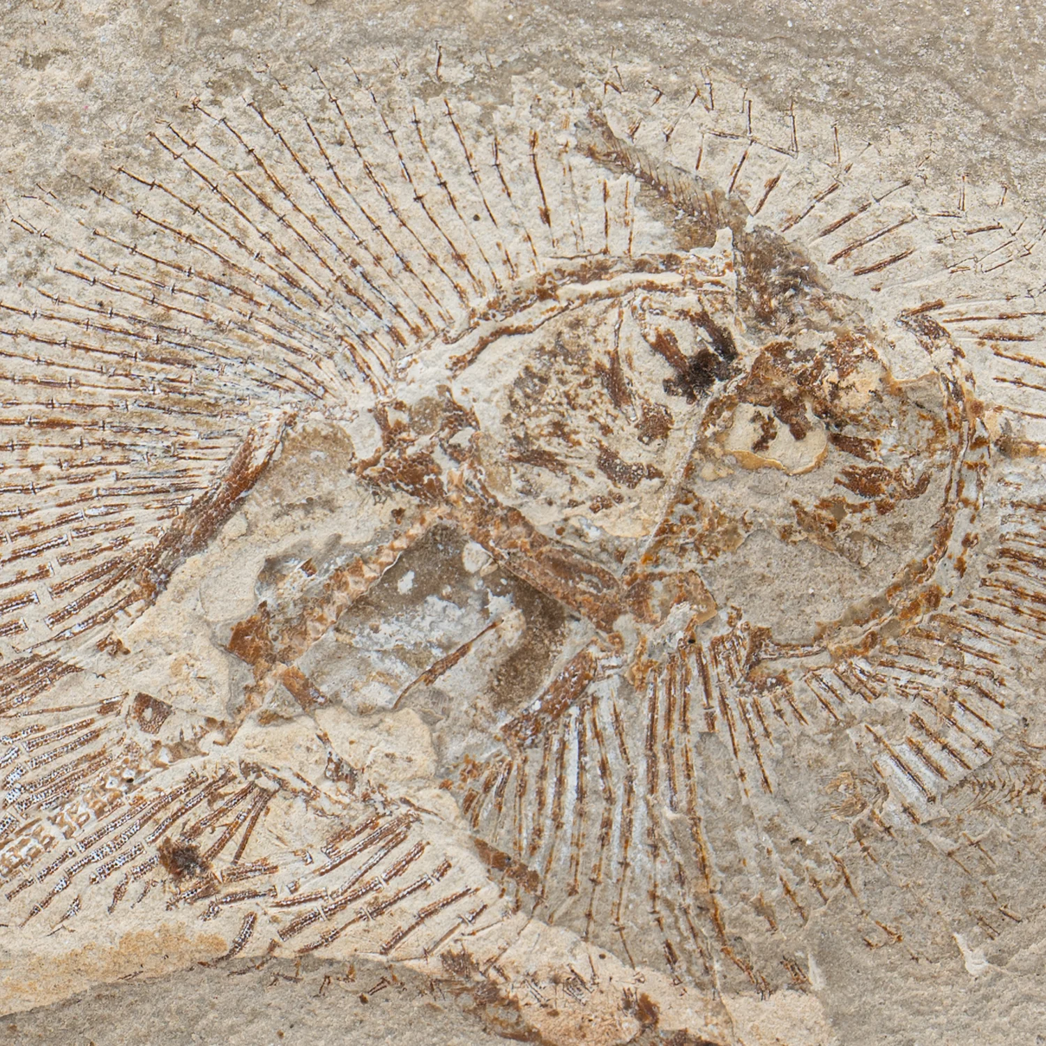 Cretaceous Era Fossil - Cyclobatis 6.04" - Sannine Formation - Image 2