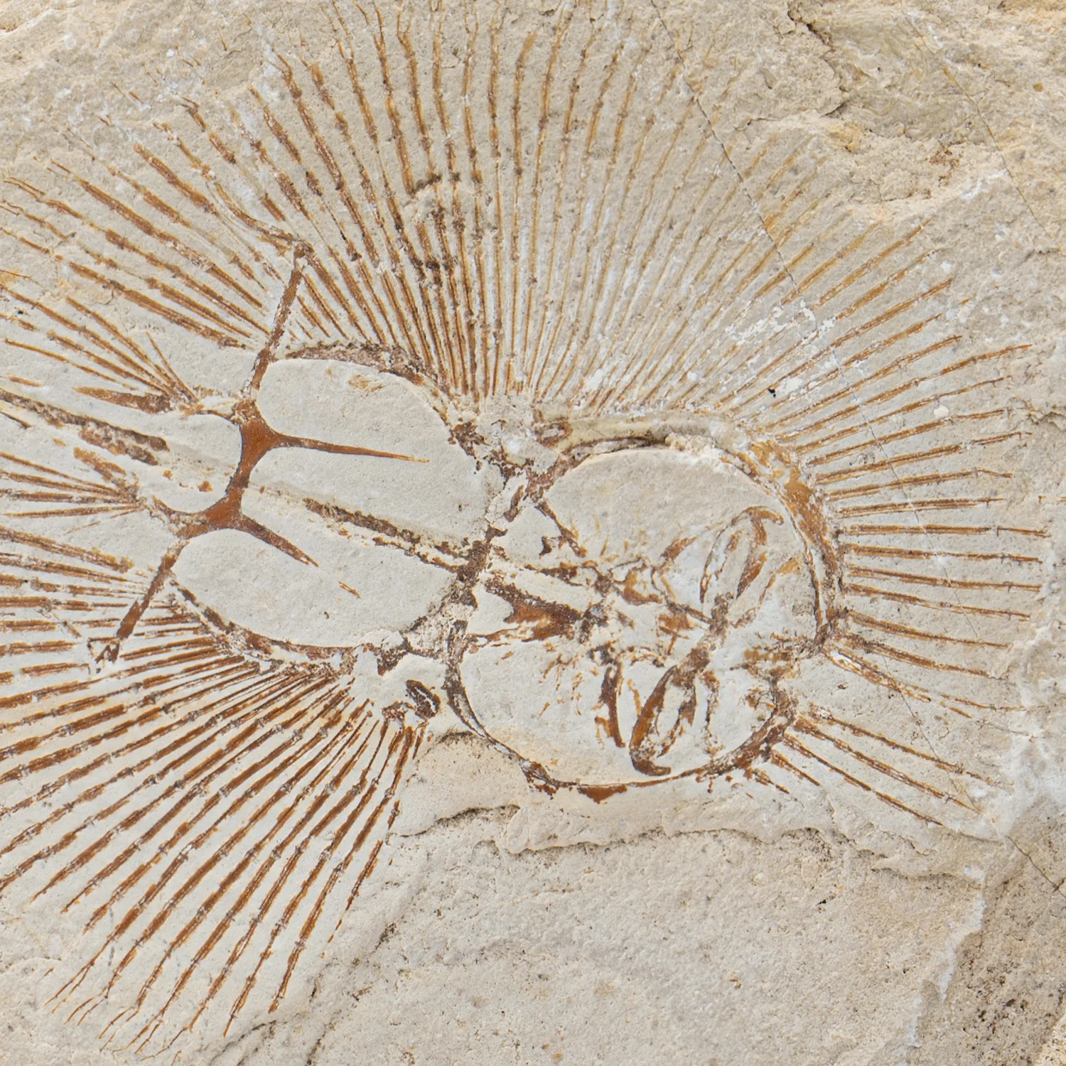 Cretaceous Era Fossil - Cyclobatis 6.55" - Sannine Formation - Image 2