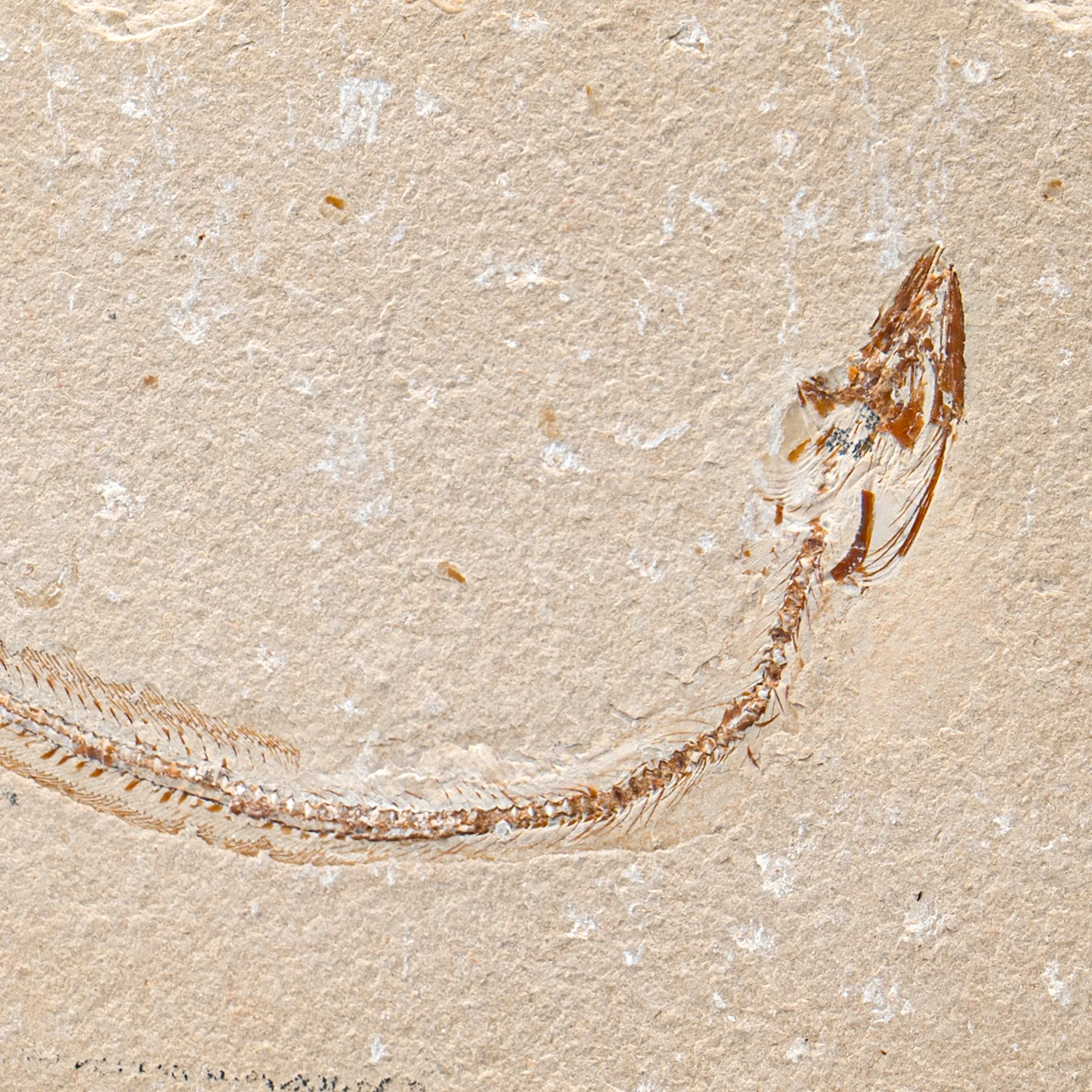 SOLD Cretaceous Era Fossil - Enchelion 8.14" - Sannine Formation - Image 2