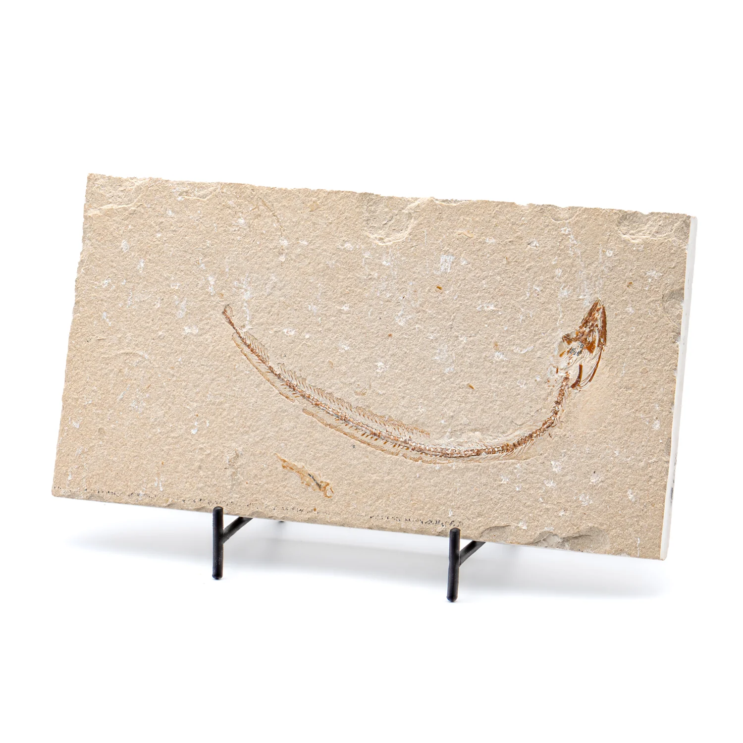 SOLD Cretaceous Era Fossil - Enchelion 8.14" - Sannine Formation - Image 3