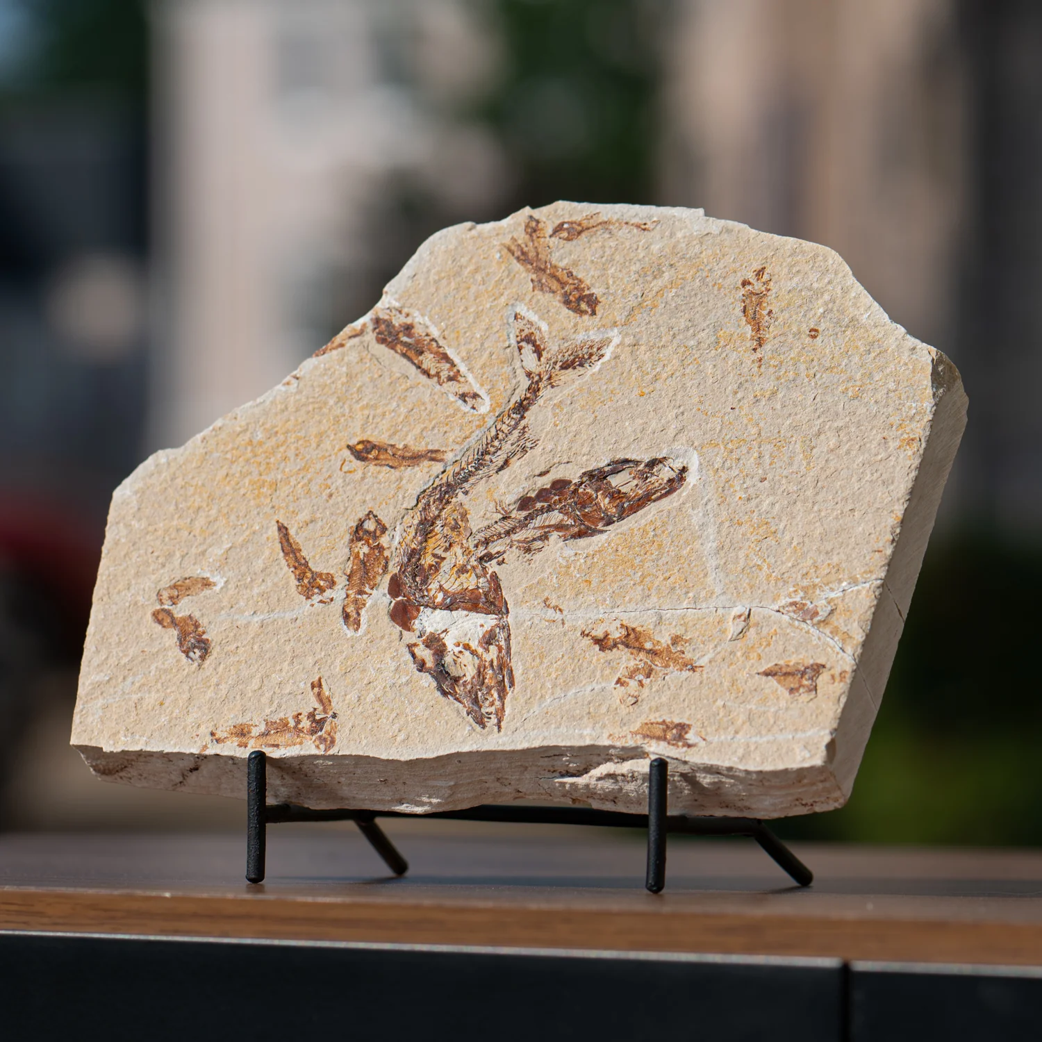 Cretaceous Era Fossil - Eurypholis SOLD 6.02" Mortality Plate - Sannine Formation