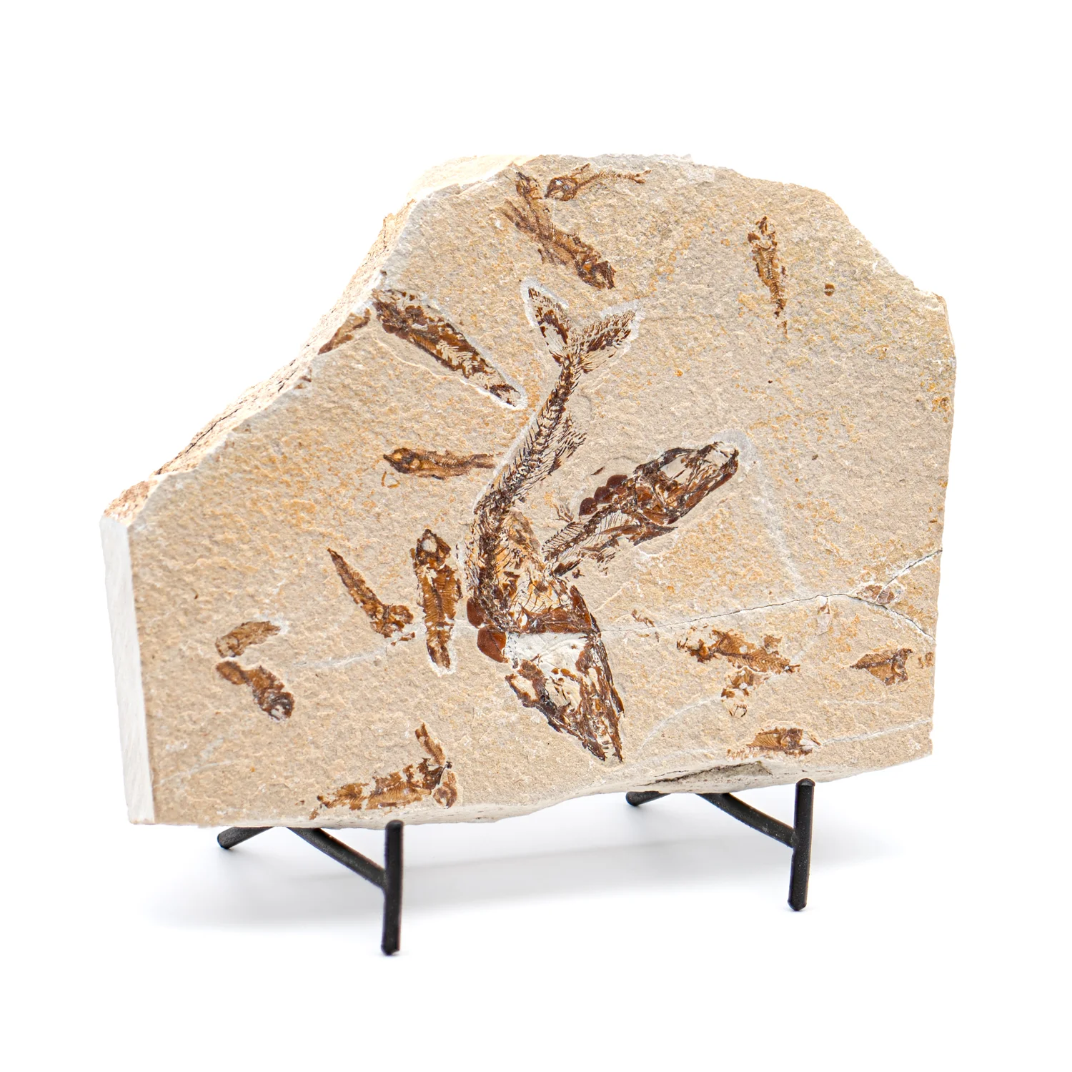 Cretaceous Era Fossil - Eurypholis SOLD 6.02" Mortality Plate - Sannine Formation - Image 2