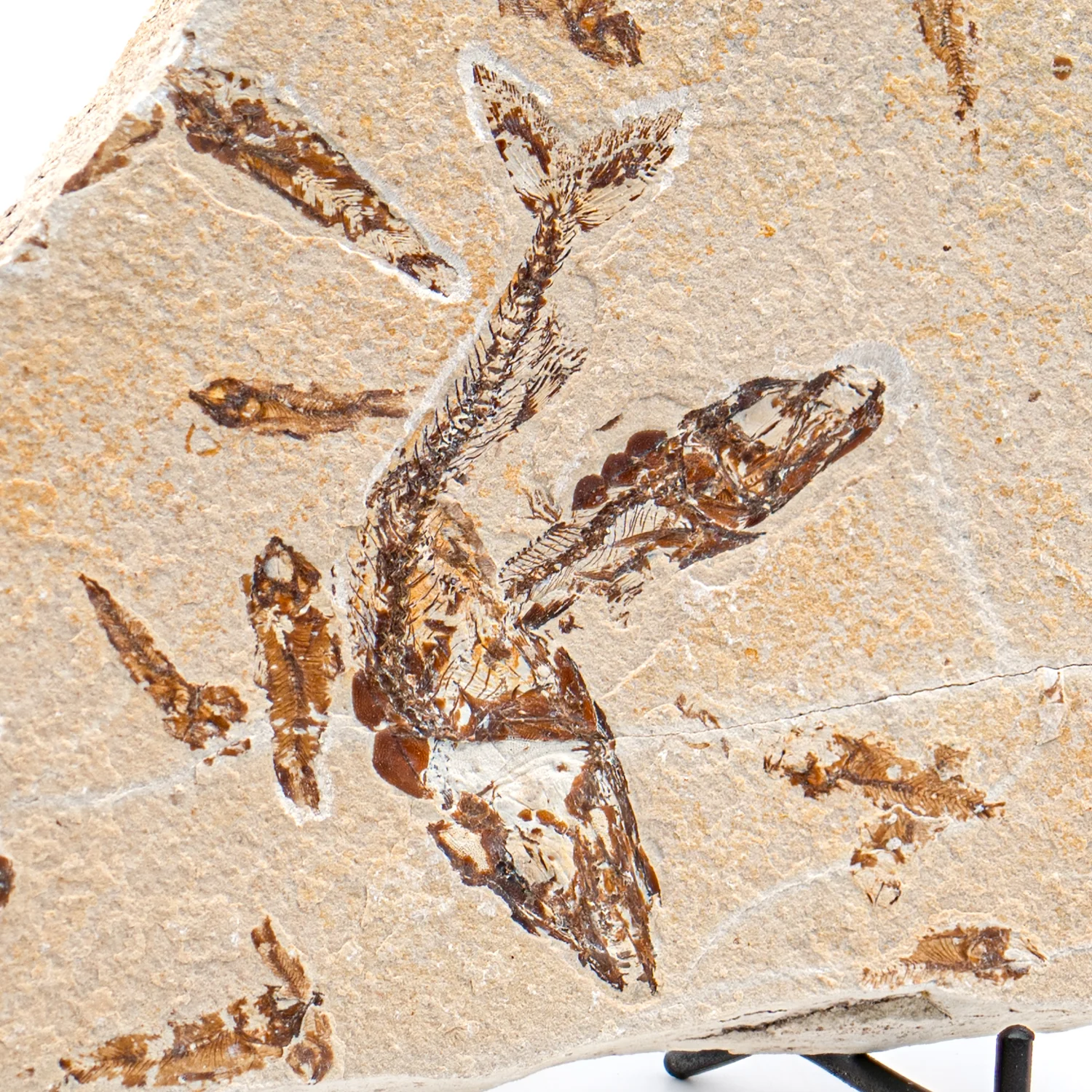 Cretaceous Era Fossil - Eurypholis SOLD 6.02" Mortality Plate - Sannine Formation - Image 3