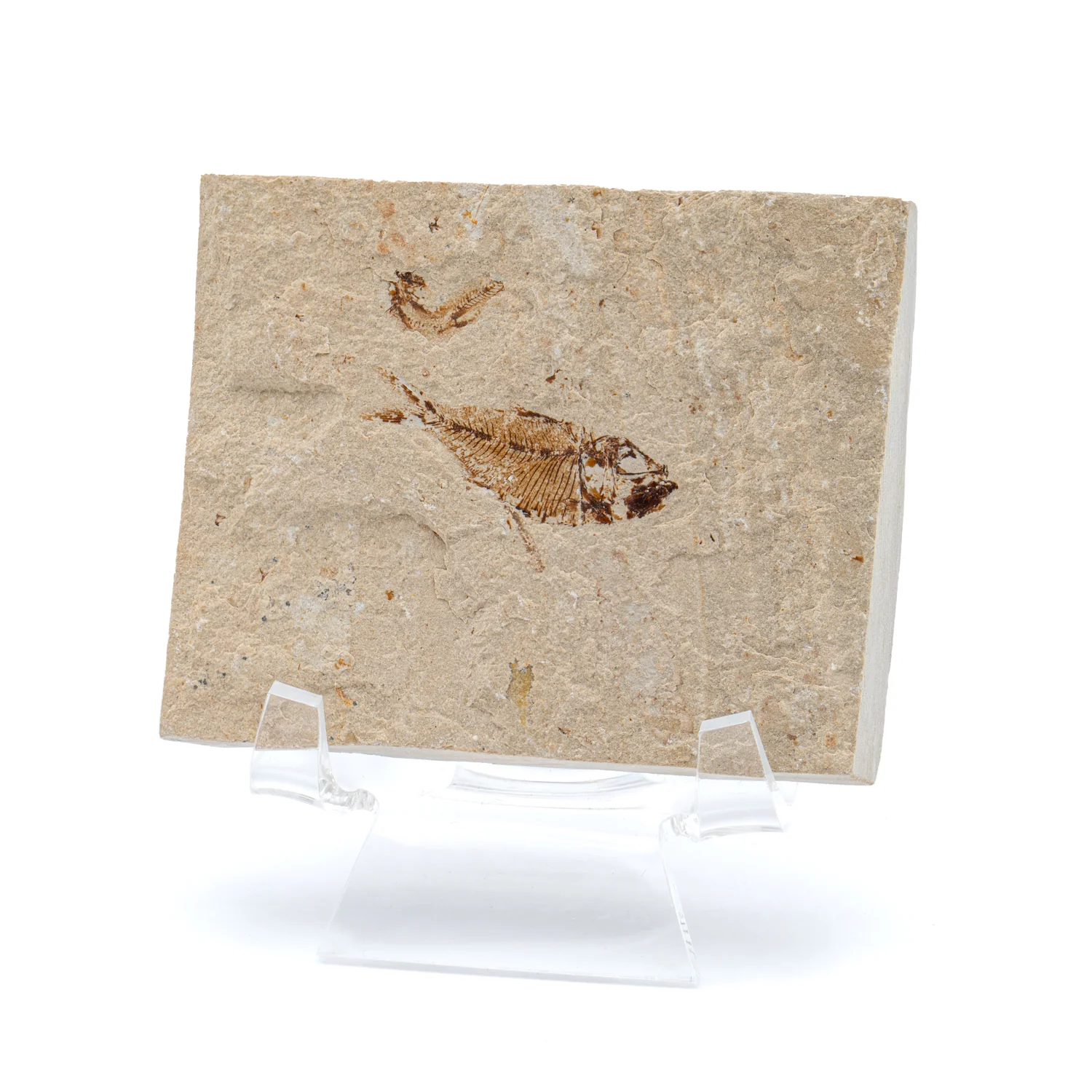 Cretaceous Era Fossil Fish - Sannine Formation - Image 3