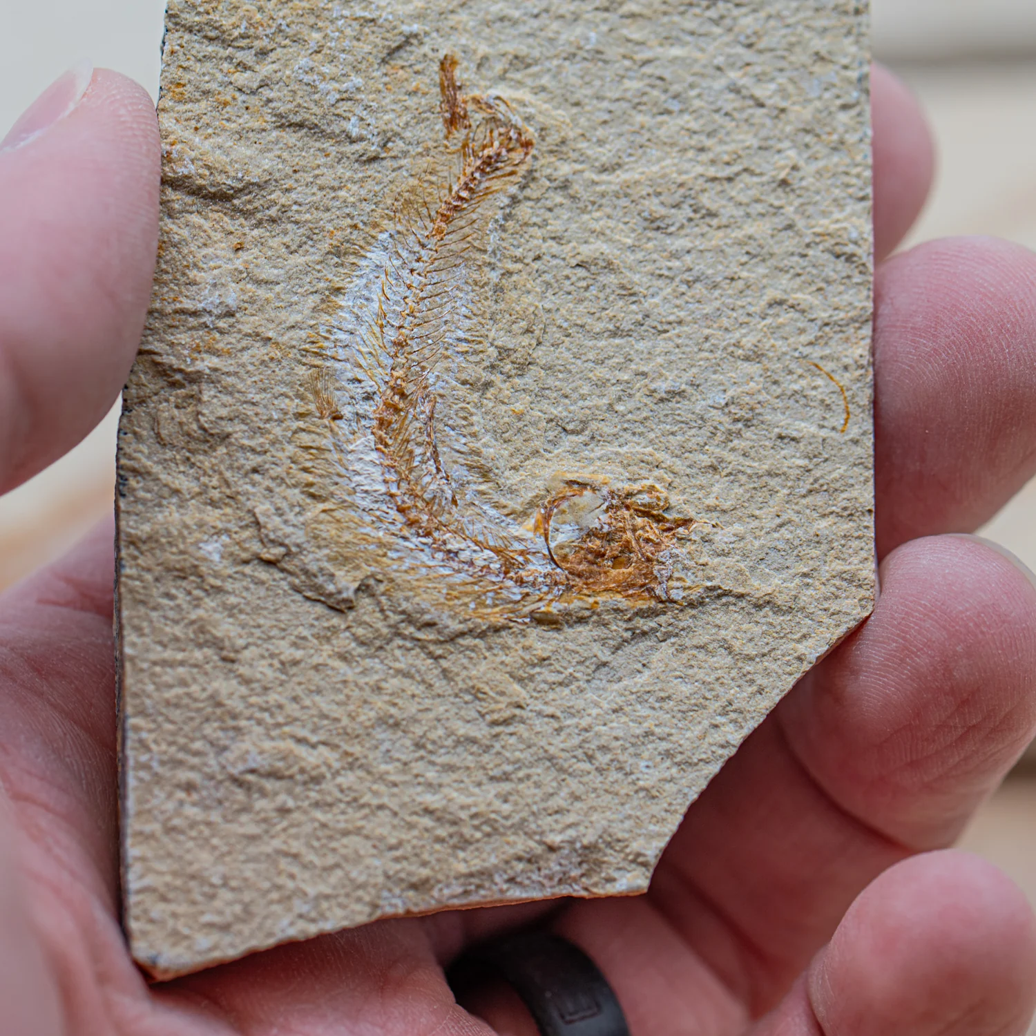 Cretaceous Era Fossil Fish - Sannine Formation - Image 4