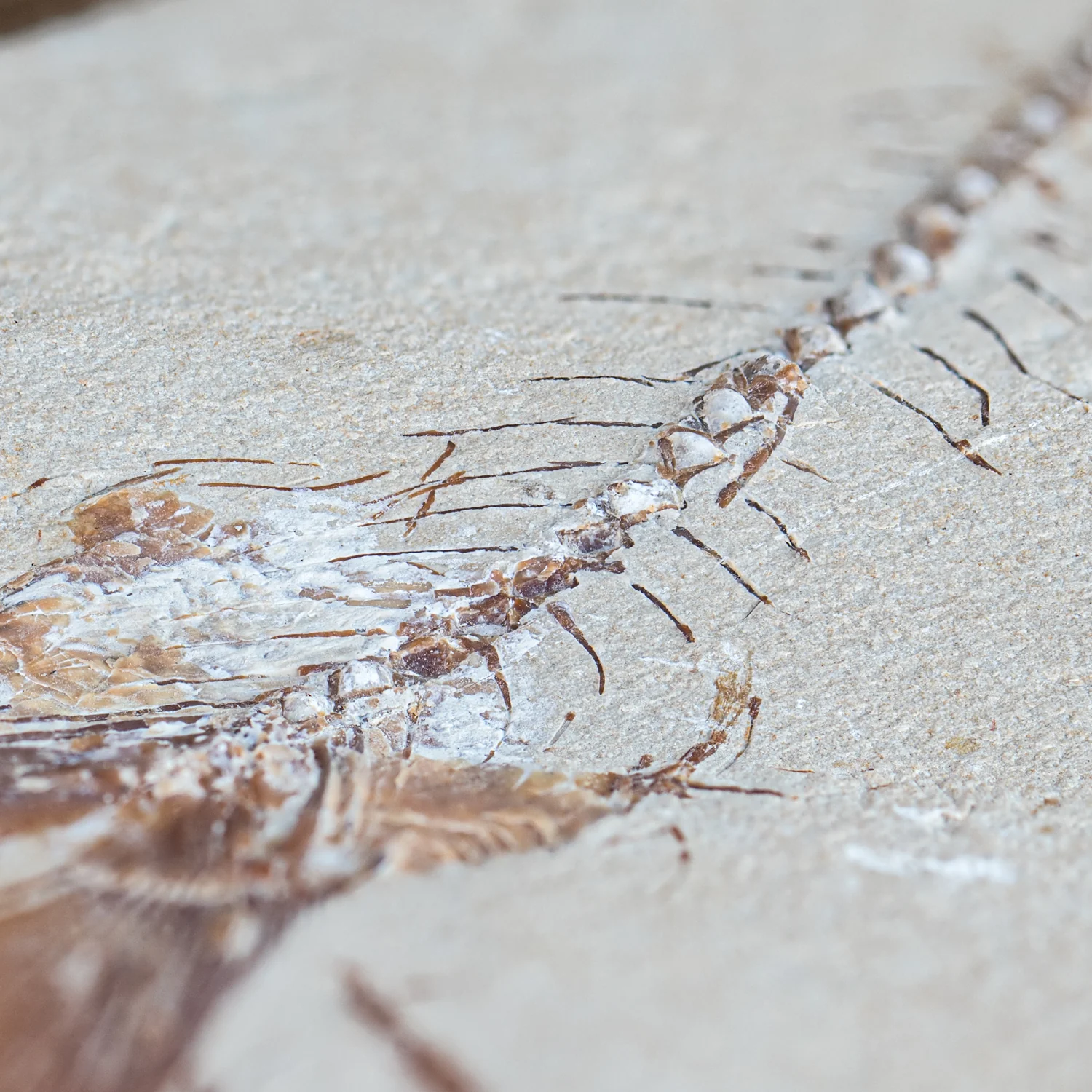 SOLD Cretaceous Era Fossil - Nematonotus 7.63" - Sannine Formation - Image 2