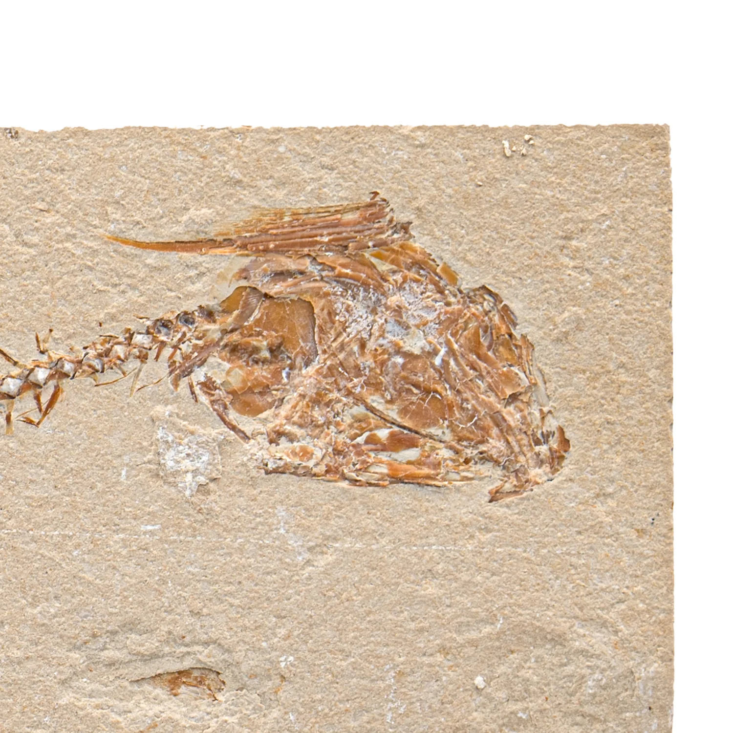 SOLD Cretaceous Era Fossil - Nematonotus 7.63" - Sannine Formation - Image 3